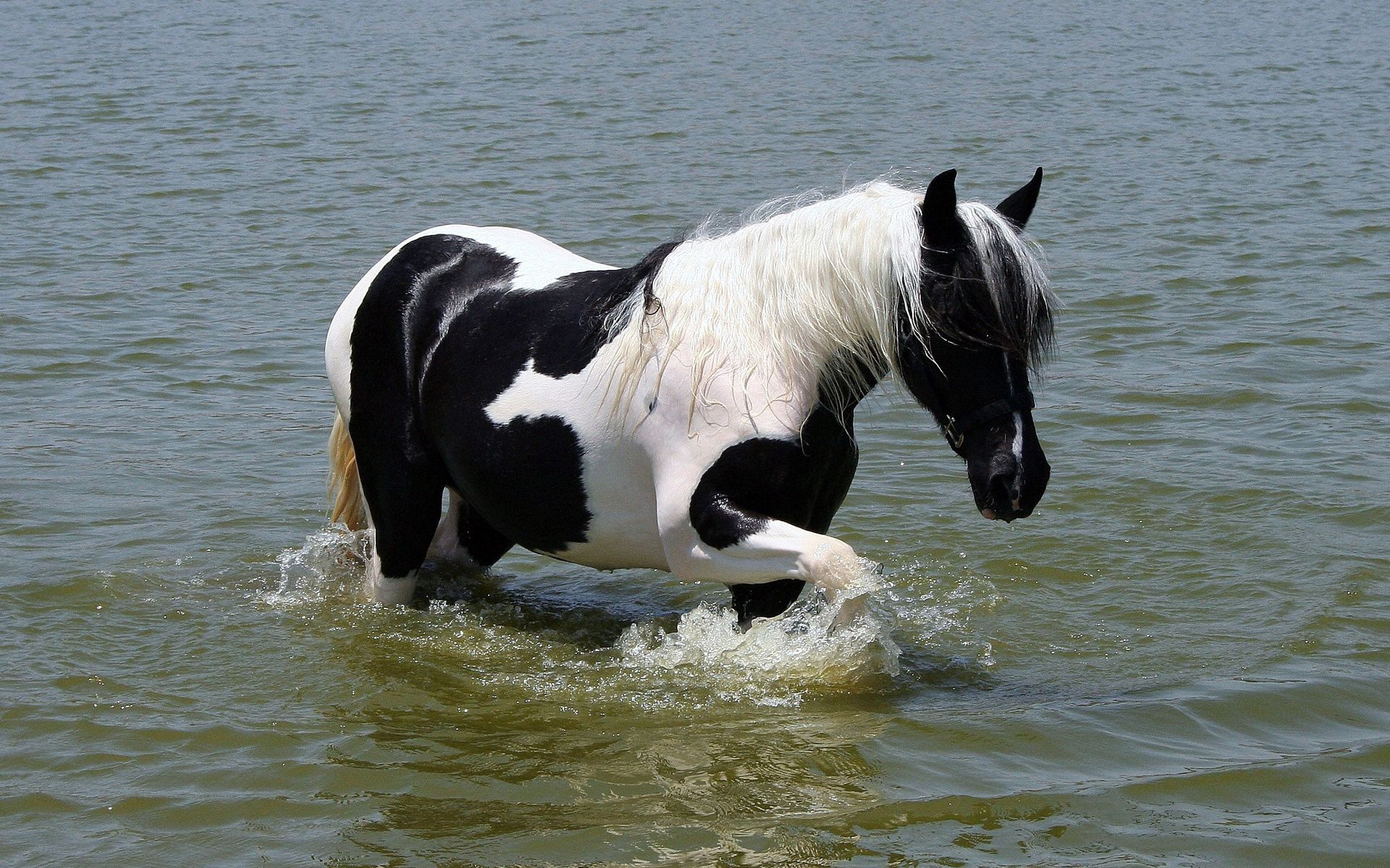 Download mobile wallpaper Spotted, Spotty, Beautiful, Rivers, Stroll, Animals, Horse for free.