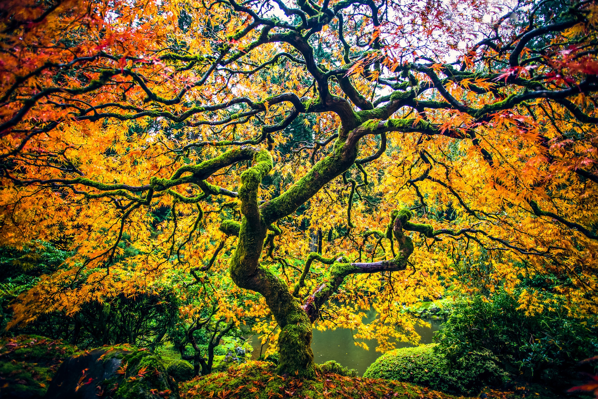 Скачать картинку Природа, Деревья, Осень, Дерево, Земля/природа в телефон бесплатно.