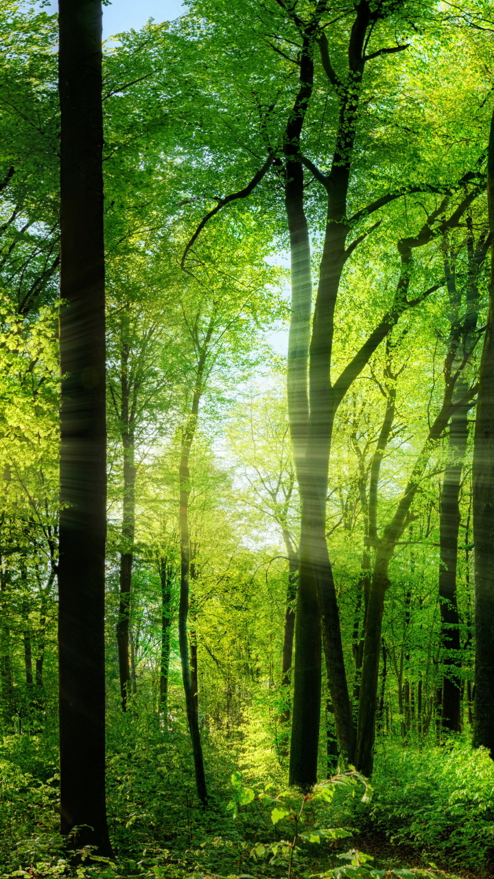 Download mobile wallpaper Nature, Forest, Tree, Earth, Sunbeam, Greenery for free.