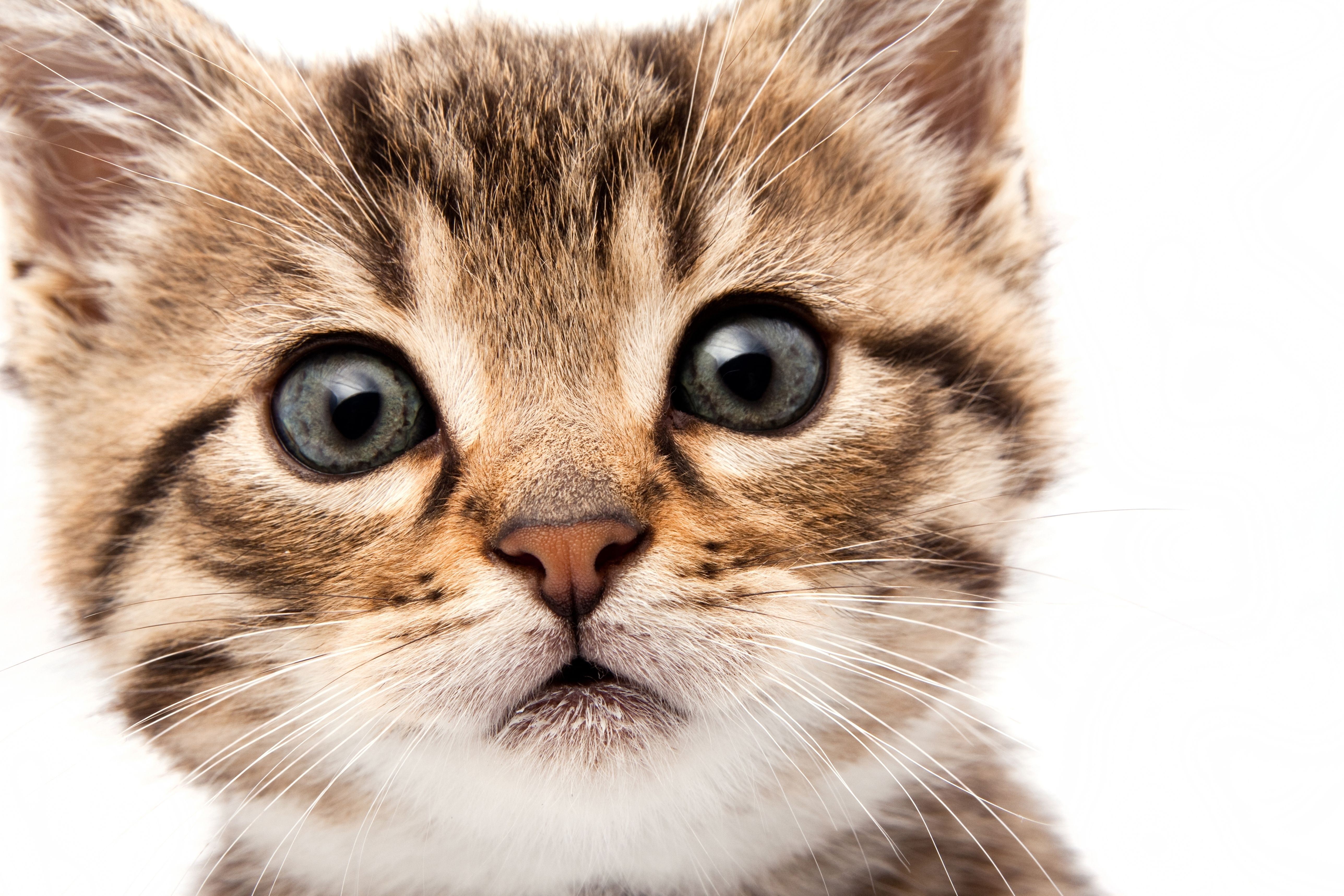 Free download wallpaper Animals, Fluffy, Muzzle, Sight, Opinion, Kitty, Kitten on your PC desktop