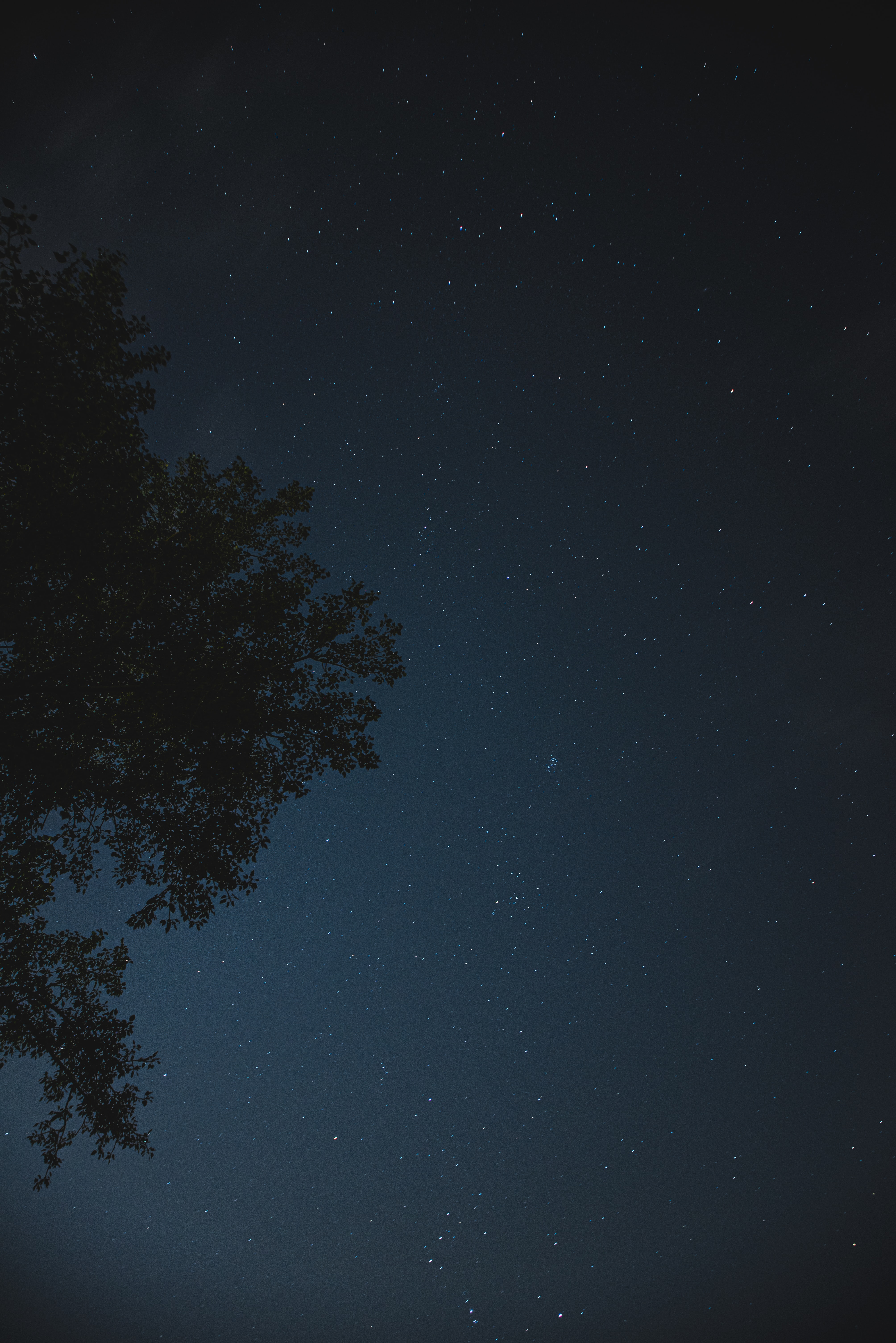 Download mobile wallpaper Tree, Stars, Wood, Starry Sky, Night, Dark for free.