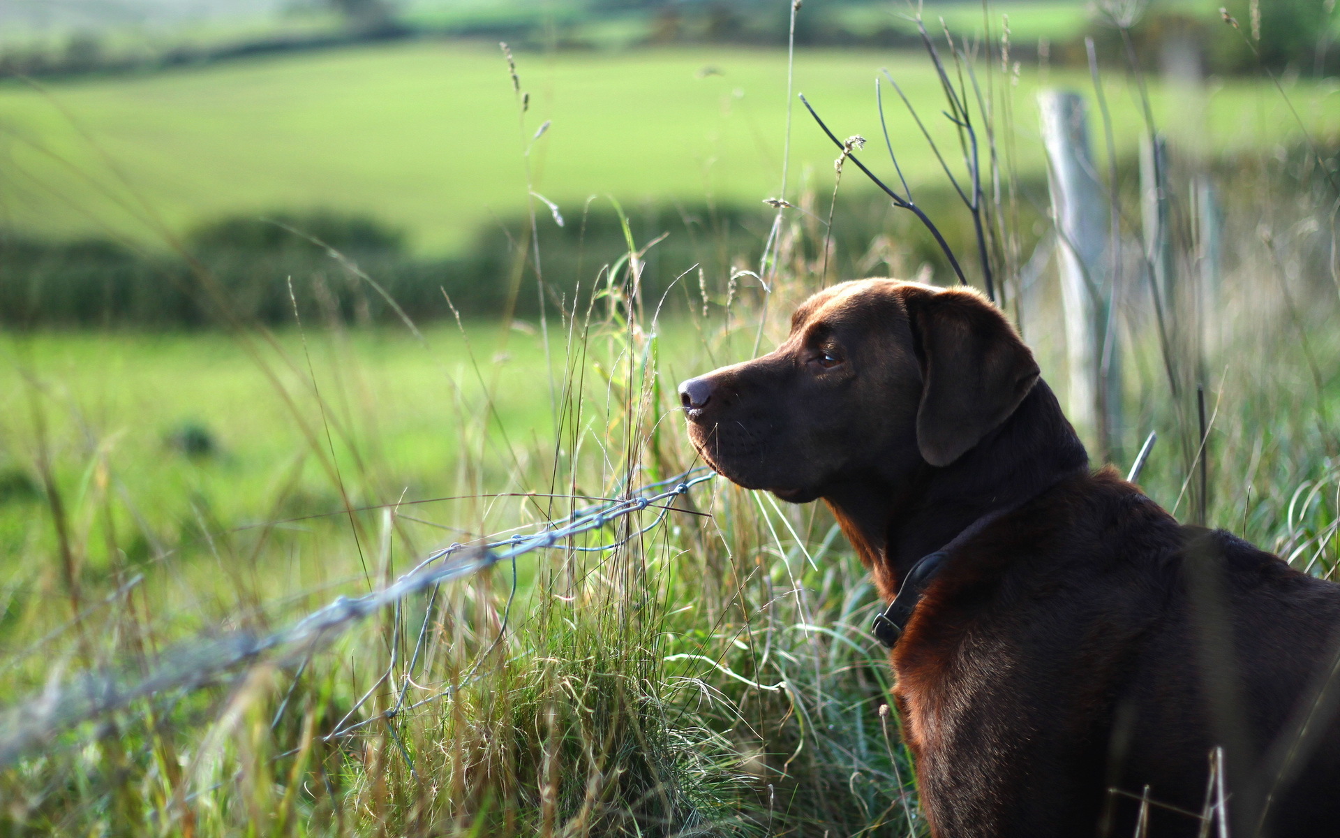 Baixe gratuitamente a imagem Animais, Cães, Cão na área de trabalho do seu PC