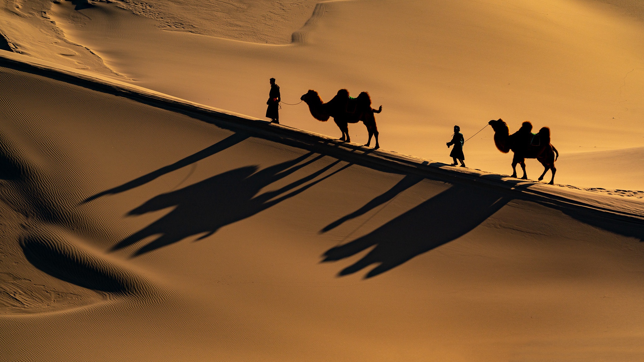 992021 descargar fondo de pantalla fotografía, caravana, caravana de camellos, camello, desierto, celebridad: protectores de pantalla e imágenes gratis