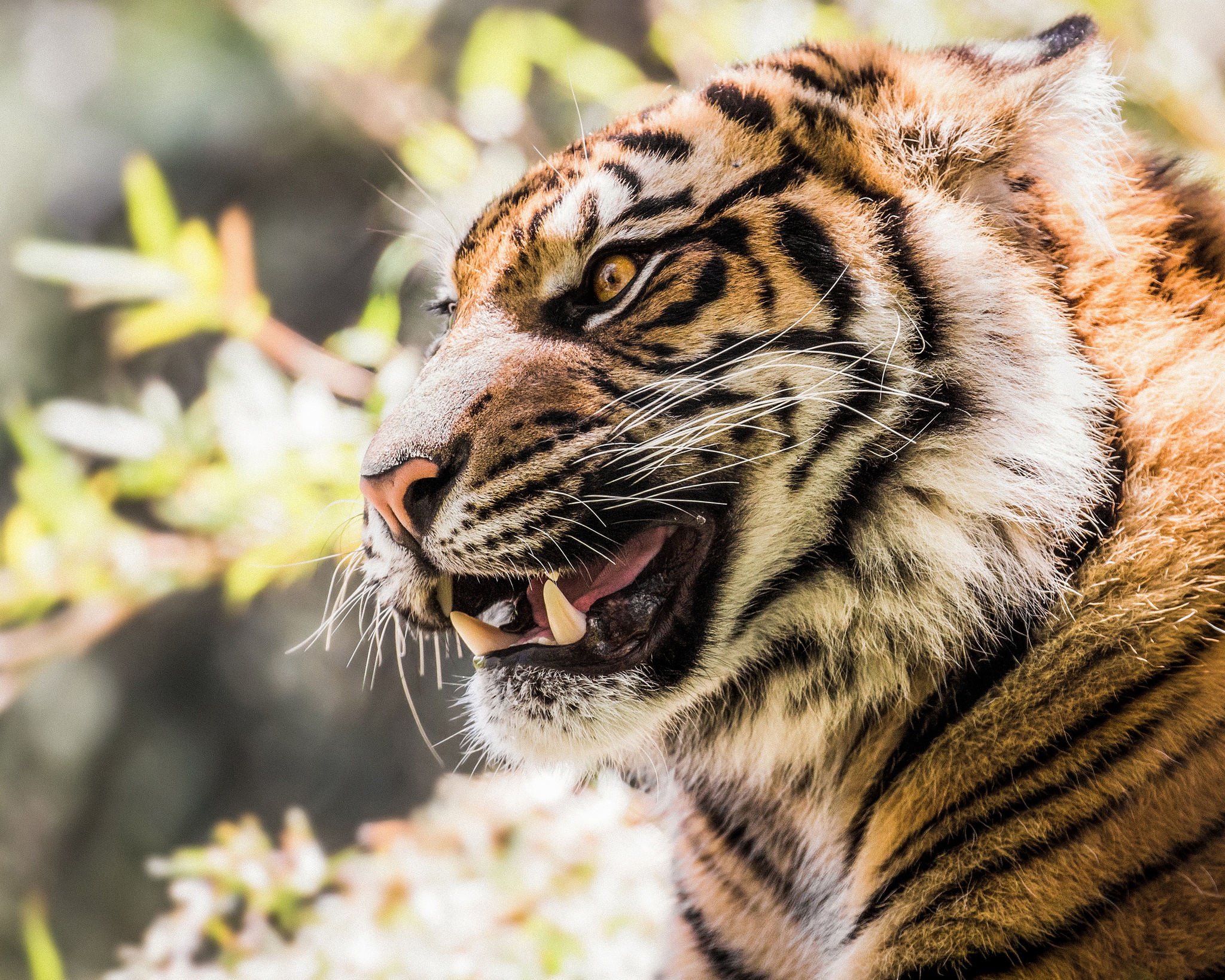 Téléchargez gratuitement l'image Animaux, Chats, Tigre sur le bureau de votre PC