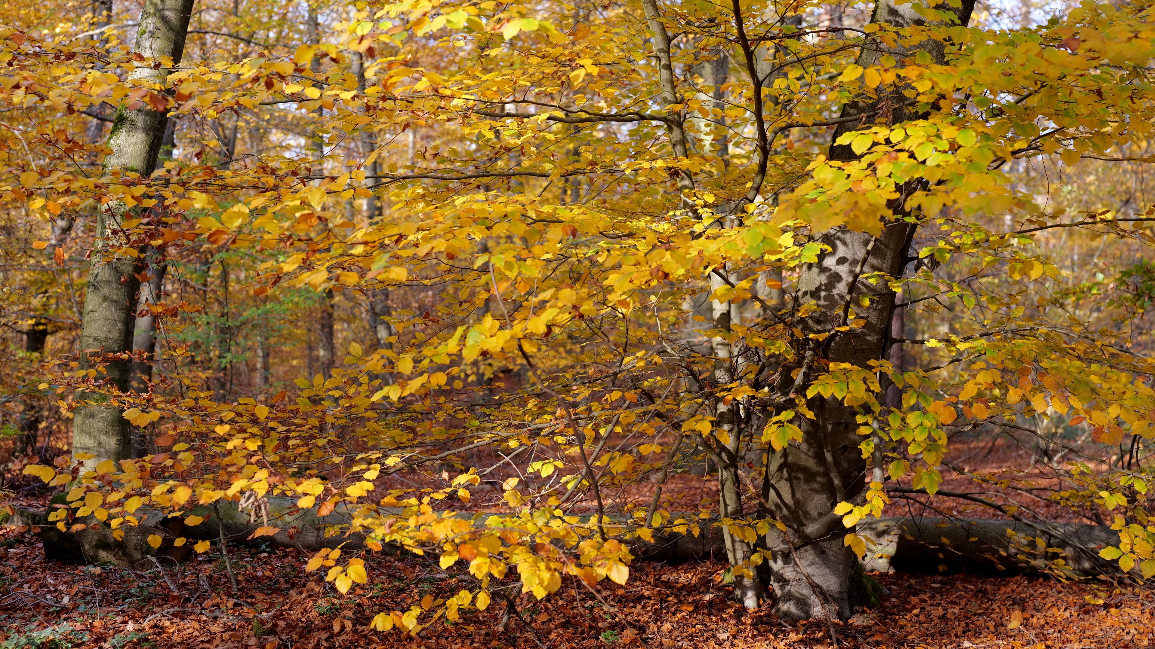 Handy-Wallpaper Natur, Herbst, Baum, Birke, Erde/natur kostenlos herunterladen.