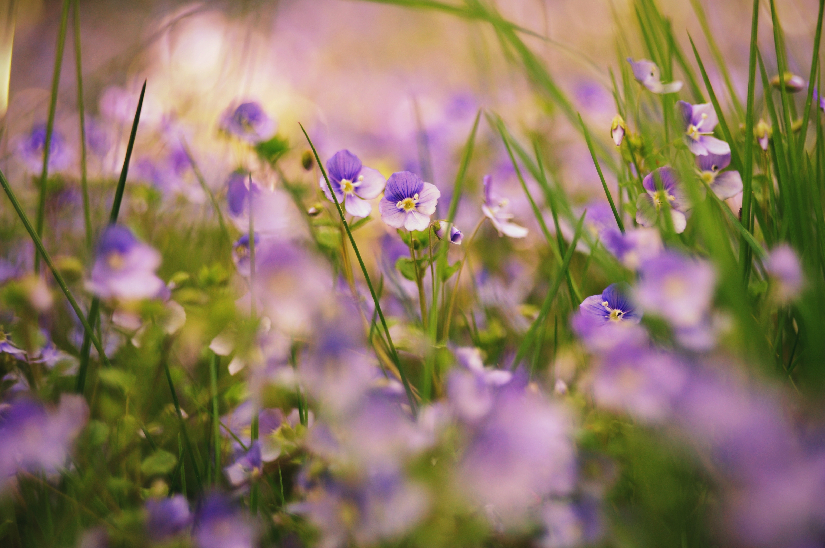 Free download wallpaper Nature, Flowers, Grass, Macro, Plants on your PC desktop