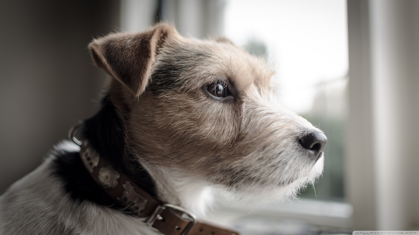 Baixar papel de parede para celular de Animais, Cães, Cão gratuito.