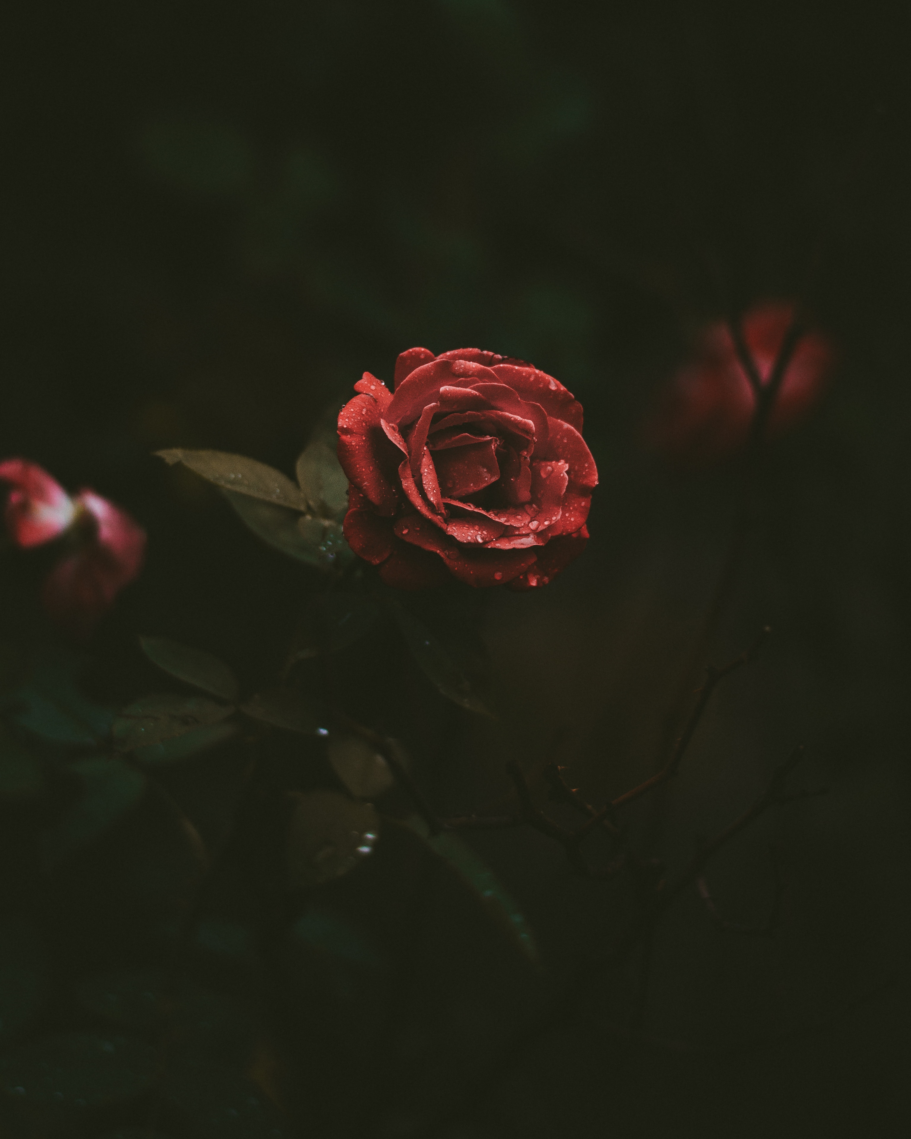 dark background, drops, dark, rose flower, rose, bud