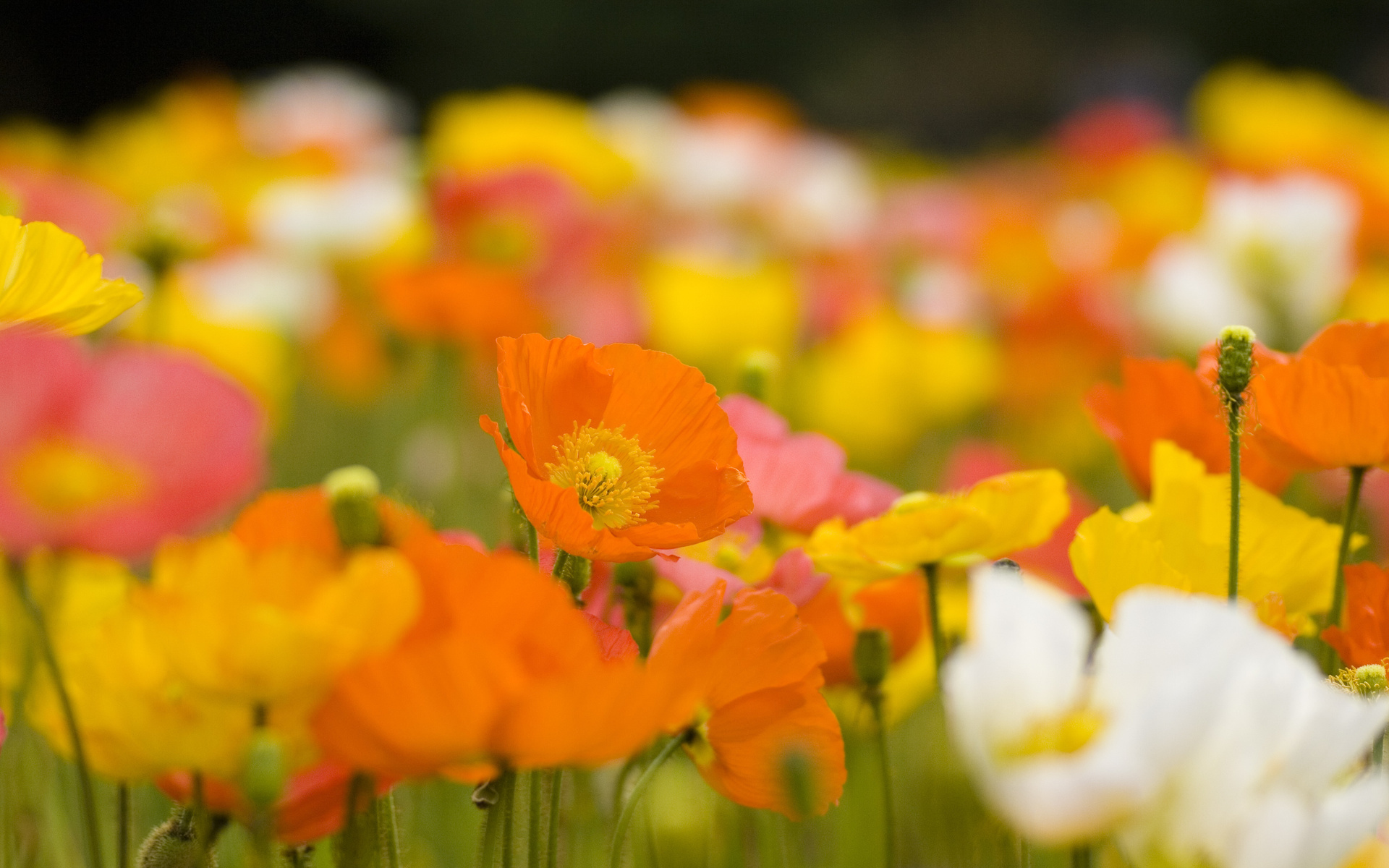 Free download wallpaper Flower, Earth, Poppy on your PC desktop