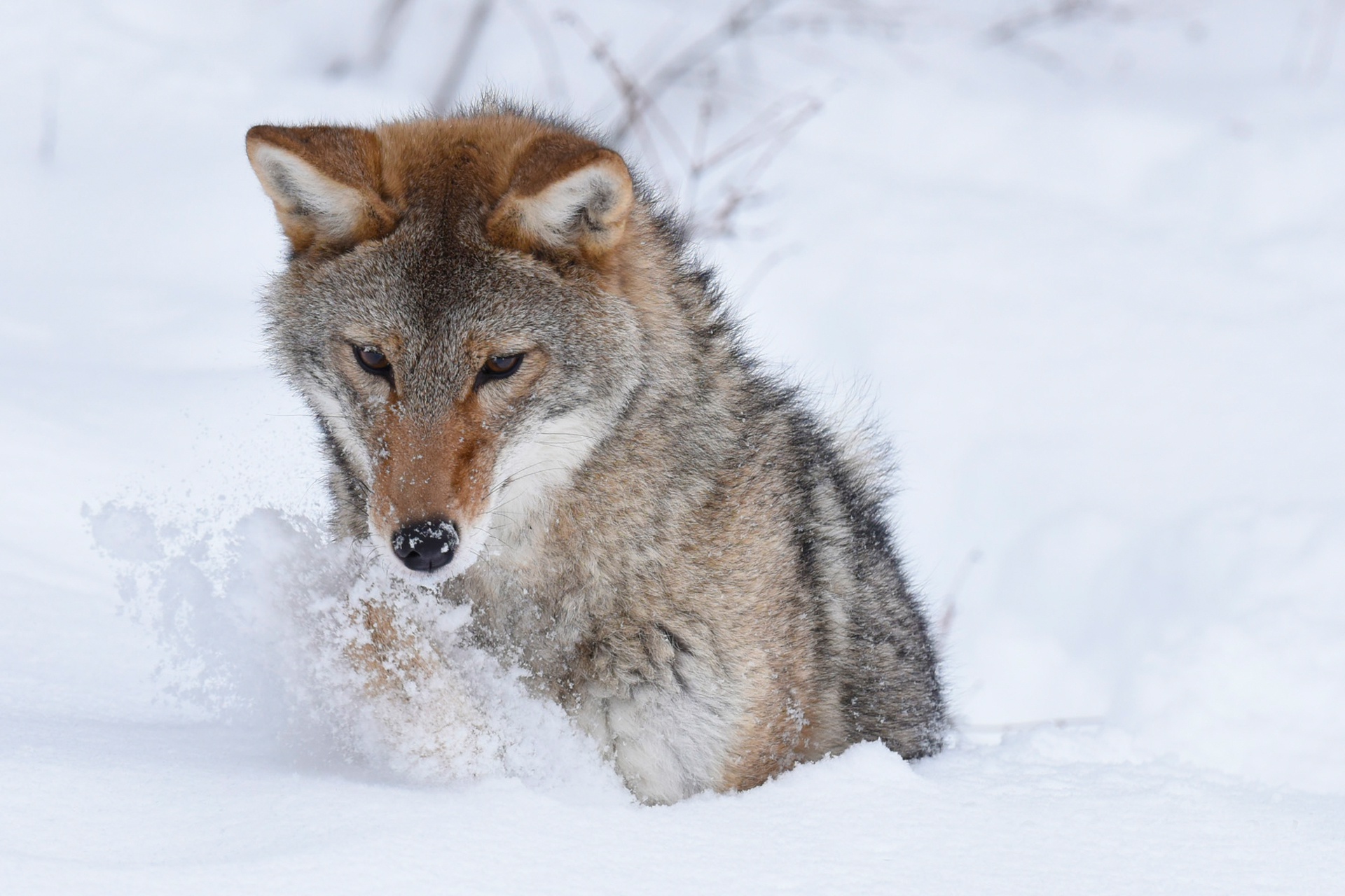 888592 Hintergrundbild herunterladen tiere, koyote, schnee, winter - Bildschirmschoner und Bilder kostenlos