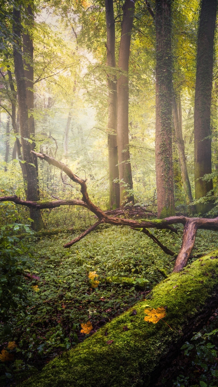 Descarga gratuita de fondo de pantalla para móvil de Naturaleza, Bosque, Árbol, Musgo, Tronco, Tierra/naturaleza.