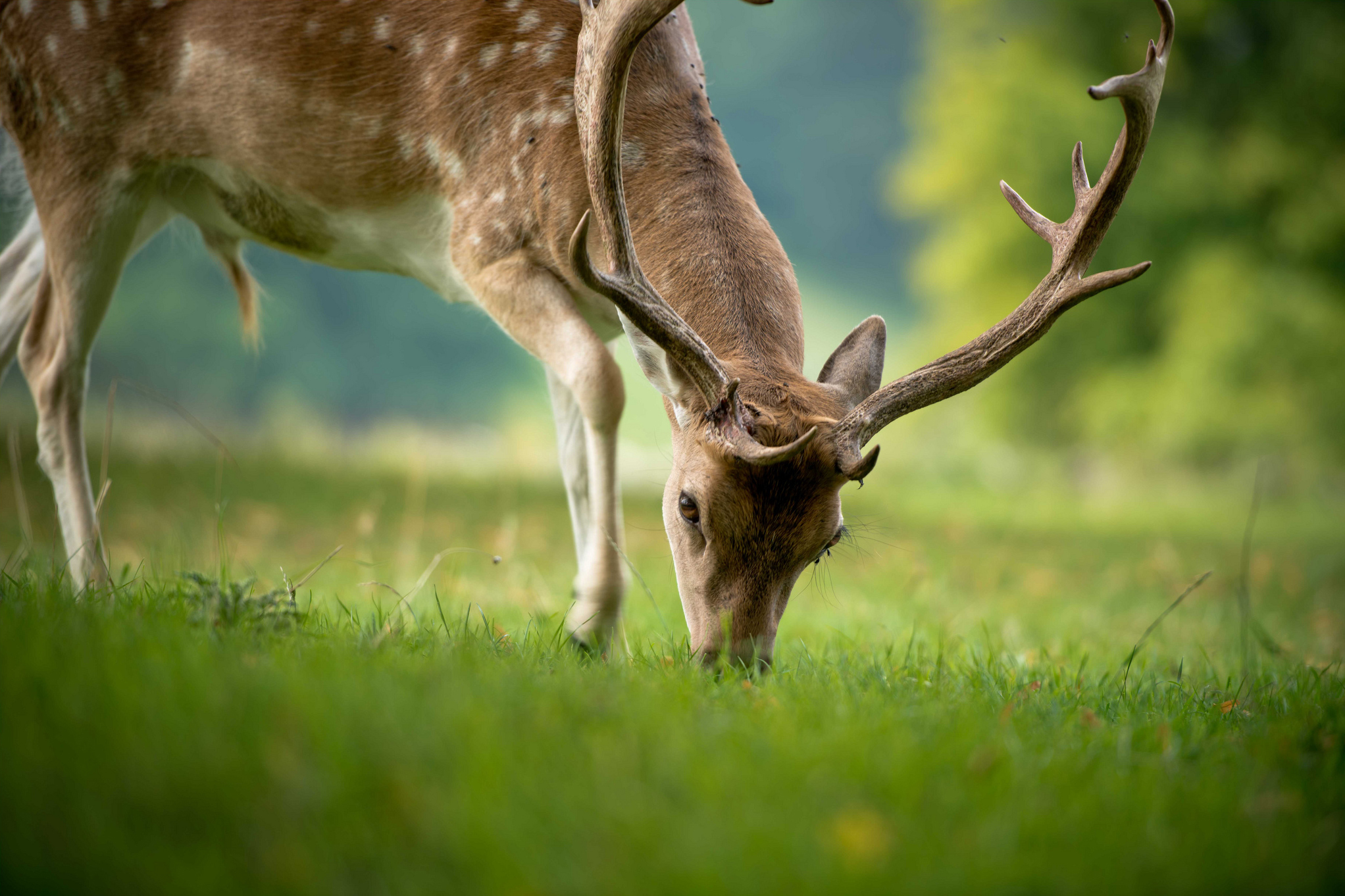 Free download wallpaper Grass, Animal, Deer on your PC desktop