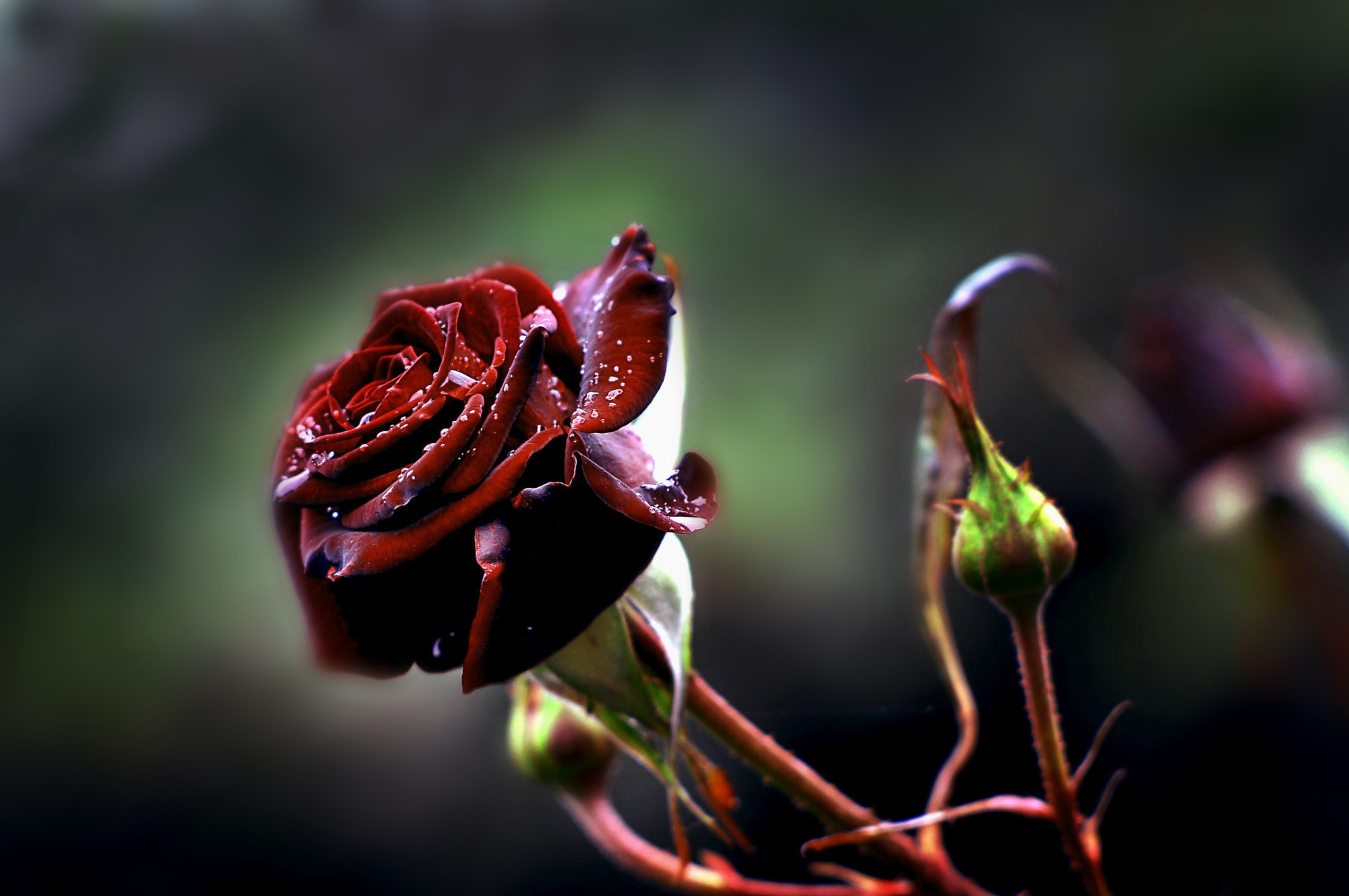 Download mobile wallpaper Nature, Flowers, Flower, Macro, Rose, Earth, Red Flower for free.