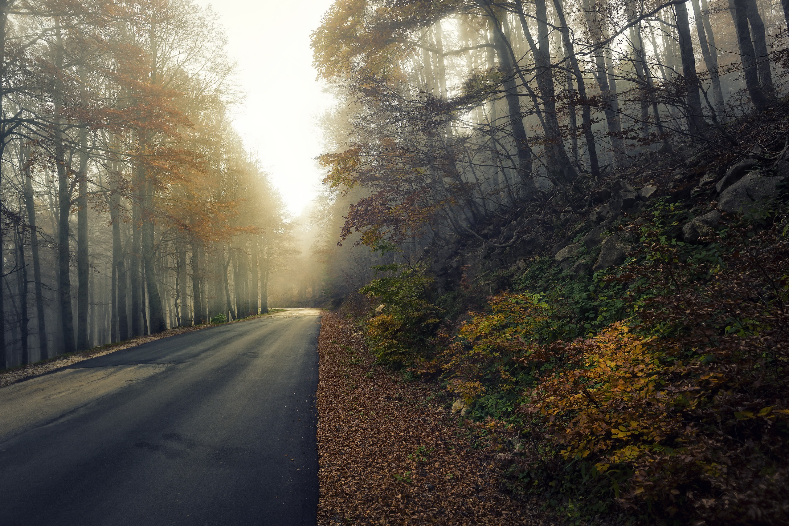 Download mobile wallpaper Nature, Road, Forest, Fall, Man Made for free.