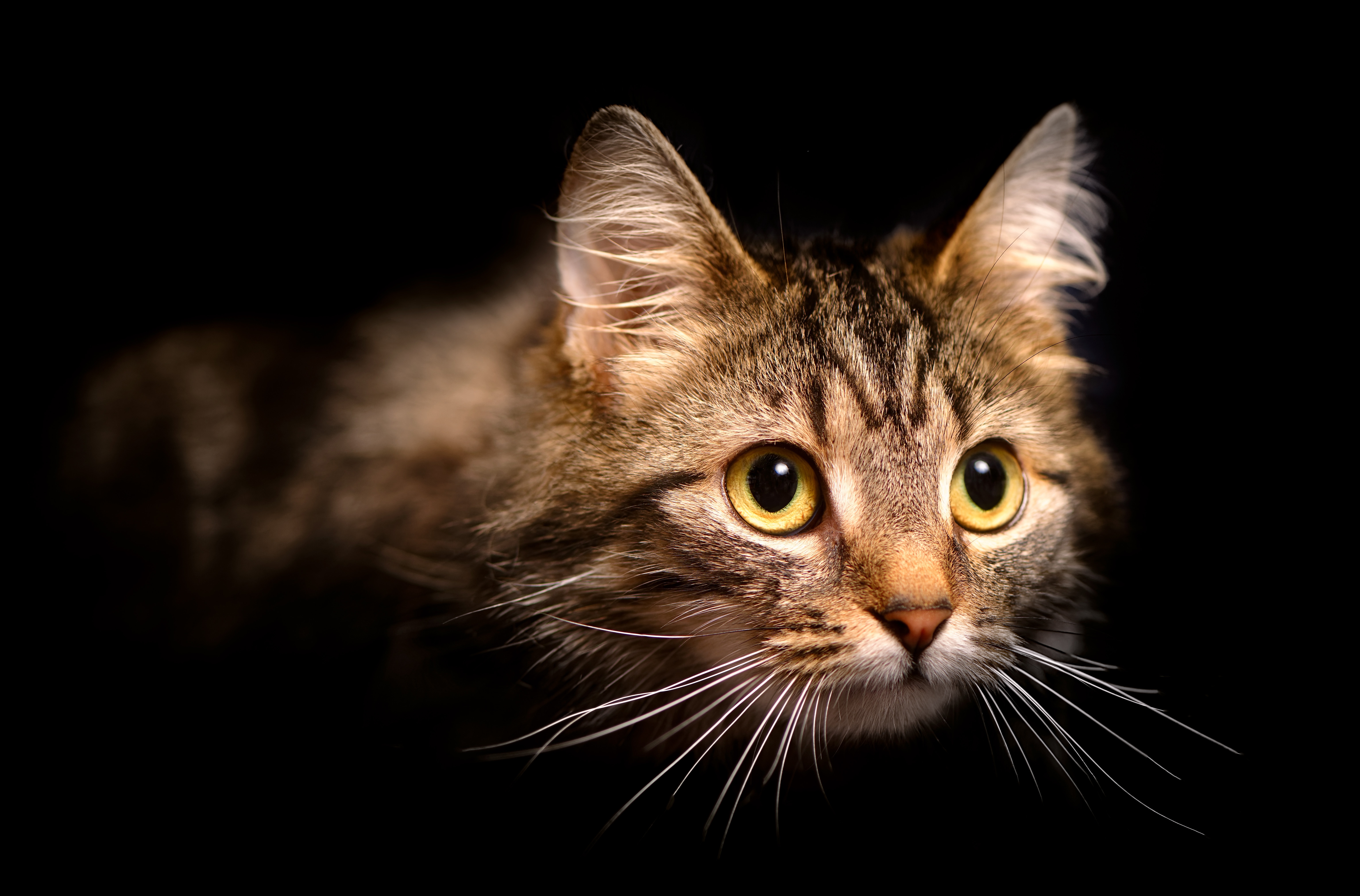 Baixe gratuitamente a imagem Animais, Gatos, Gato na área de trabalho do seu PC