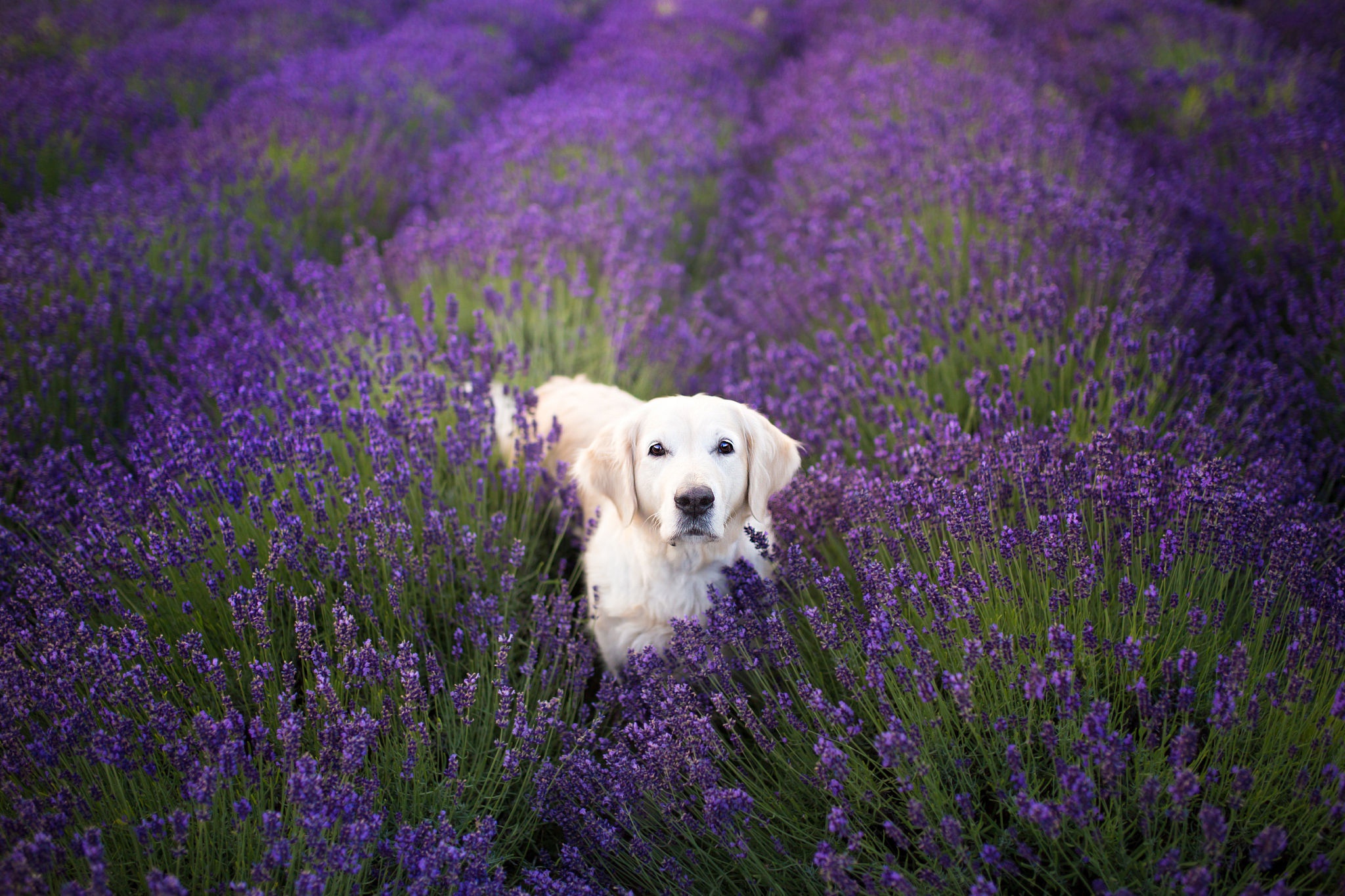 Download mobile wallpaper Dogs, Flower, Dog, Animal, Golden Retriever, Lavender for free.