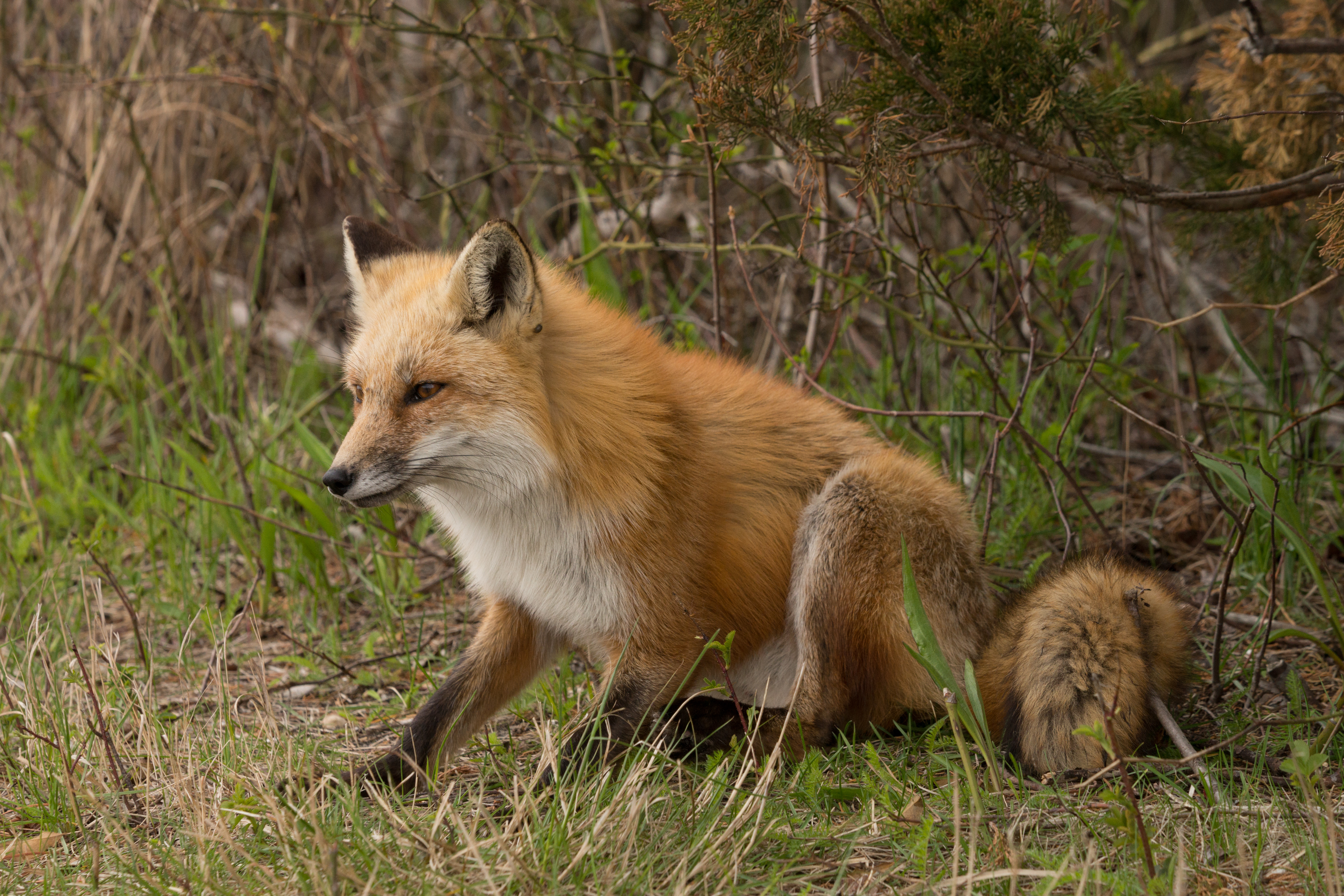 Free download wallpaper Fox, Animal on your PC desktop