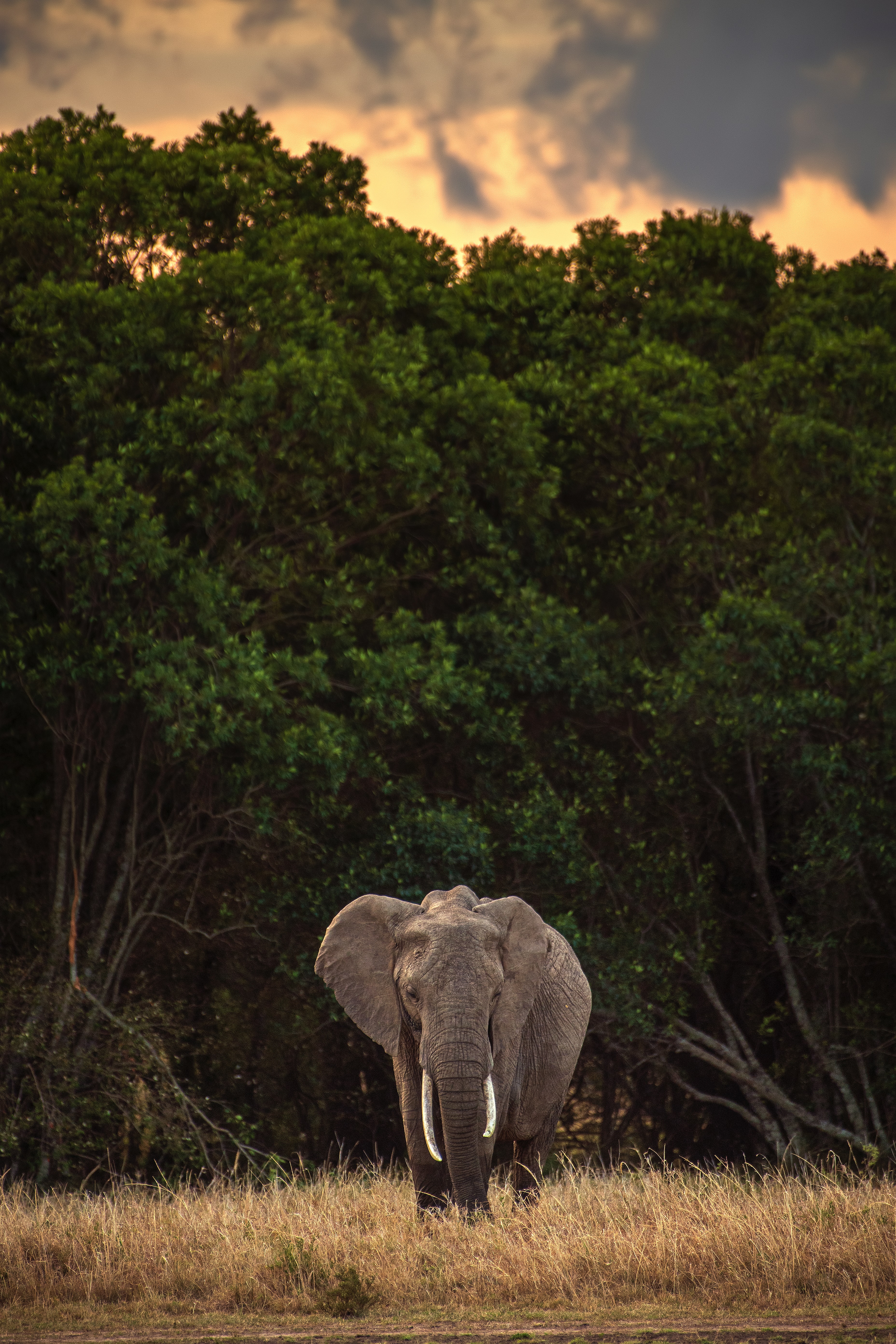 82586 télécharger le fond d'écran safari, animaux, arbres, animal, l'éléphant, éléphant - économiseurs d'écran et images gratuitement