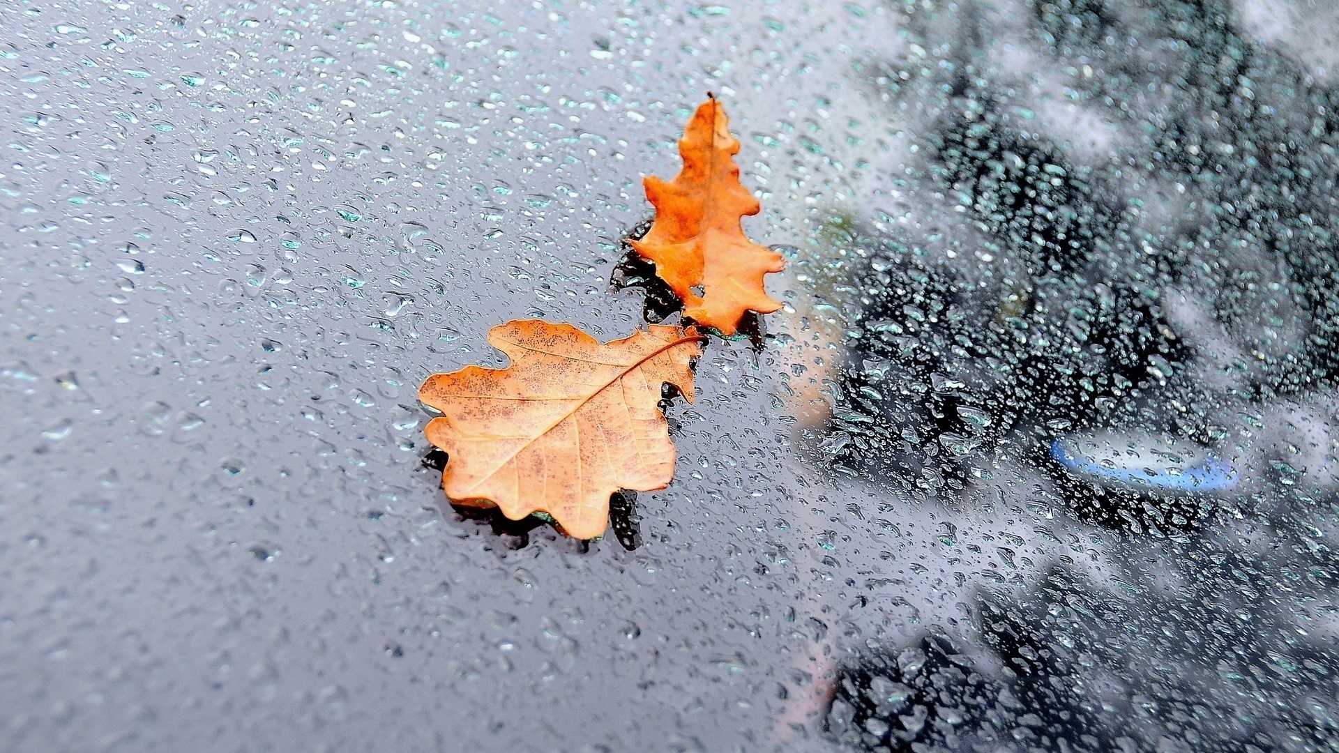 Descarga gratuita de fondo de pantalla para móvil de Otoño, Tierra/naturaleza.