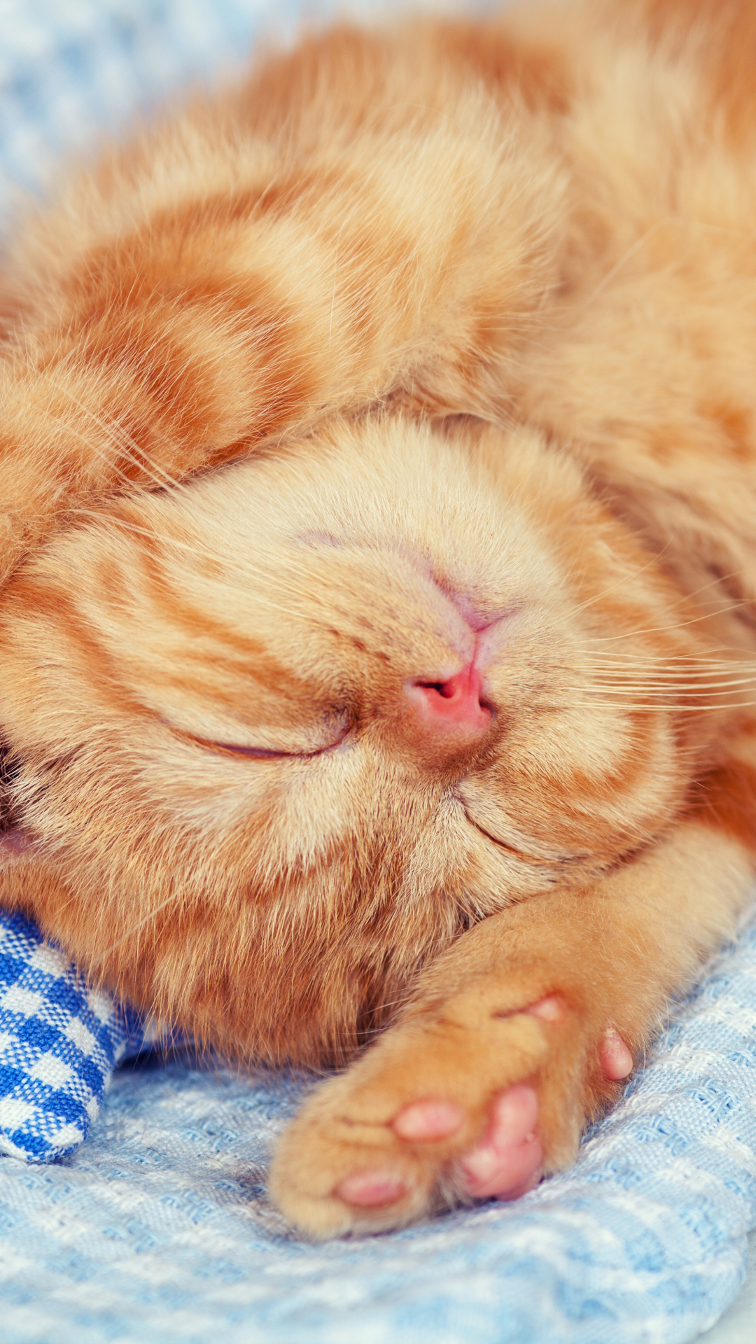 Download mobile wallpaper Cats, Cat, Kitten, Animal, Sleeping, Baby Animal for free.