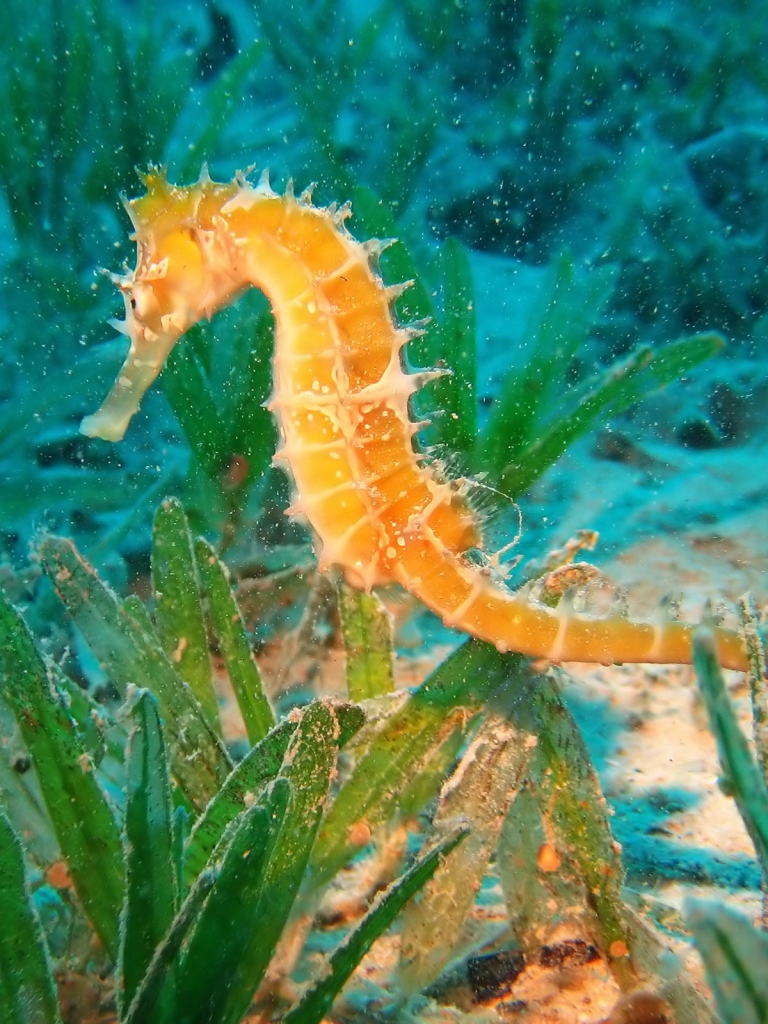 Download mobile wallpaper Animal, Seahorse for free.