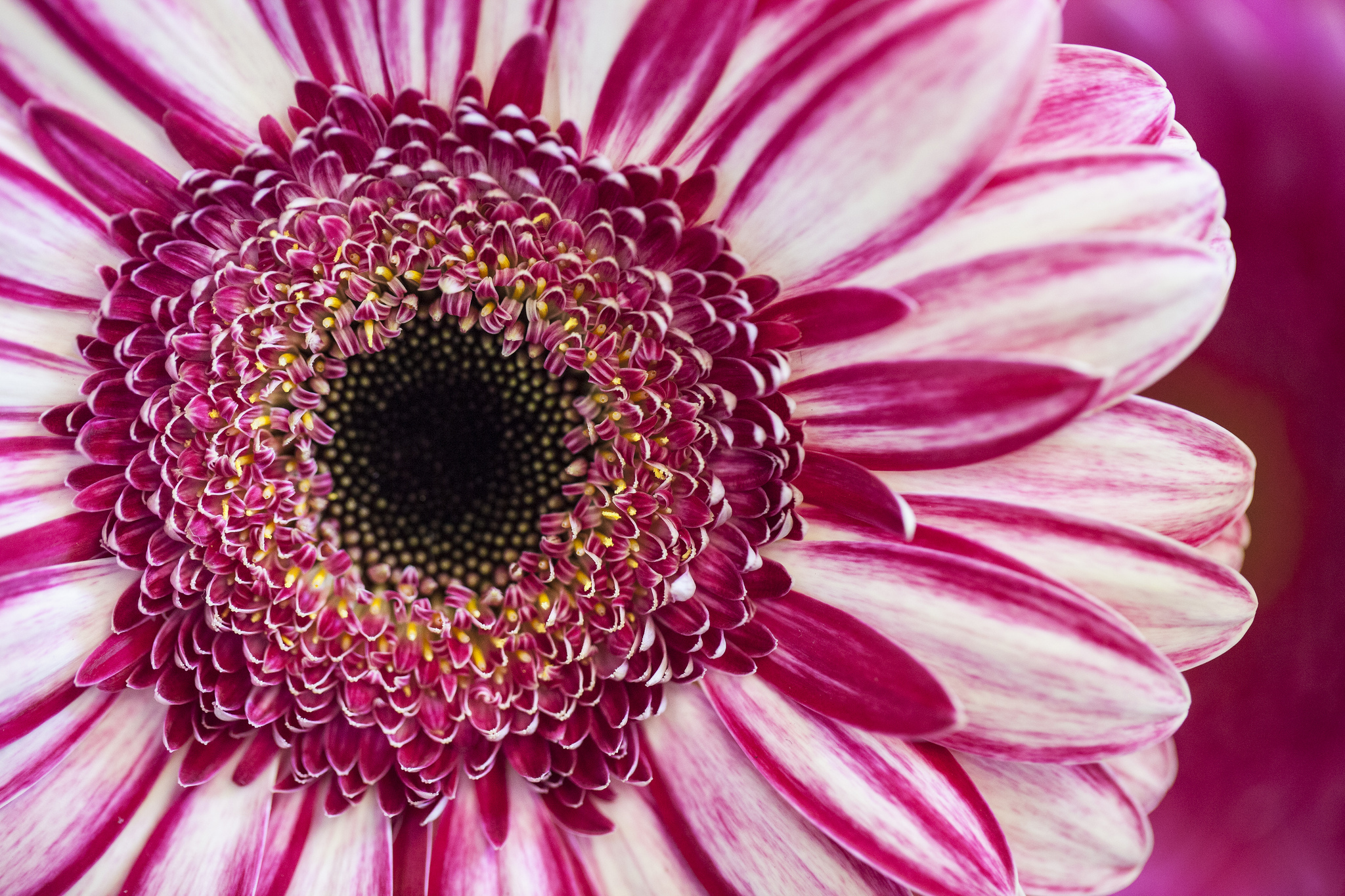 Téléchargez gratuitement l'image Fleurs, Fleur, Terre/nature sur le bureau de votre PC