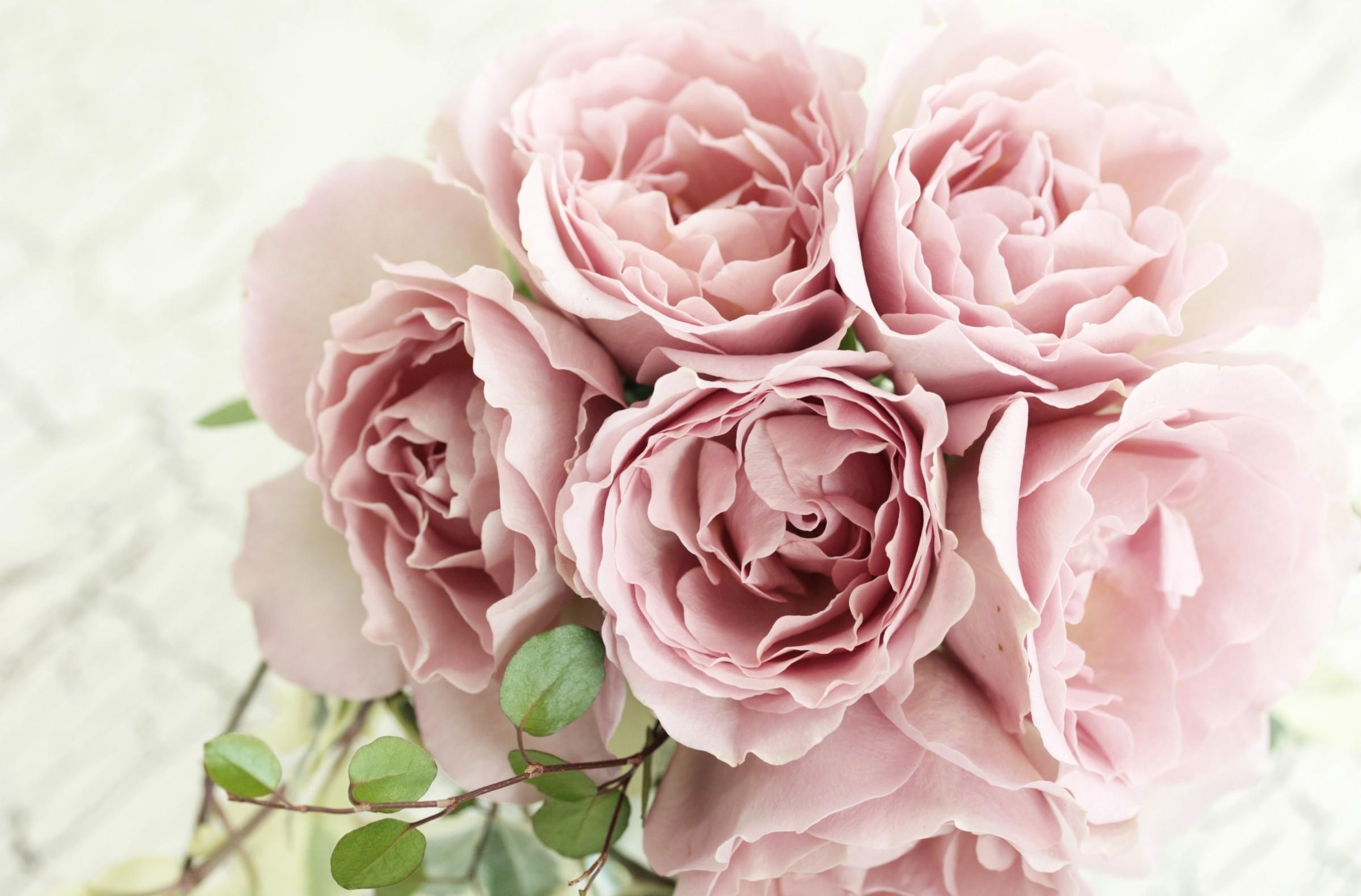 Descarga gratis la imagen Flores, Rama, Sensibilidad, Ramo, Ternura, Roses en el escritorio de tu PC
