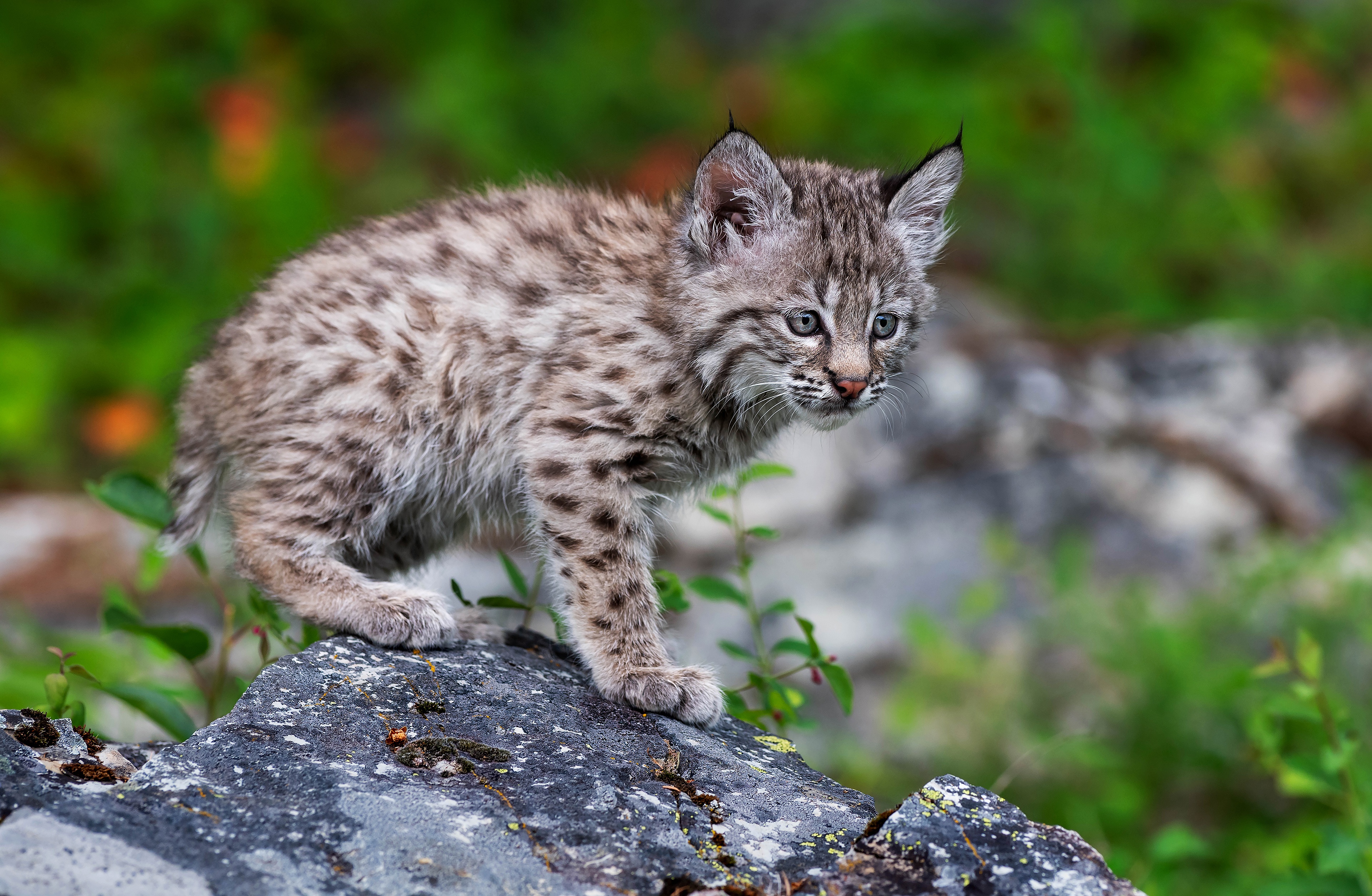 Download mobile wallpaper Cats, Animal, Baby Animal, Lynx, Cub for free.