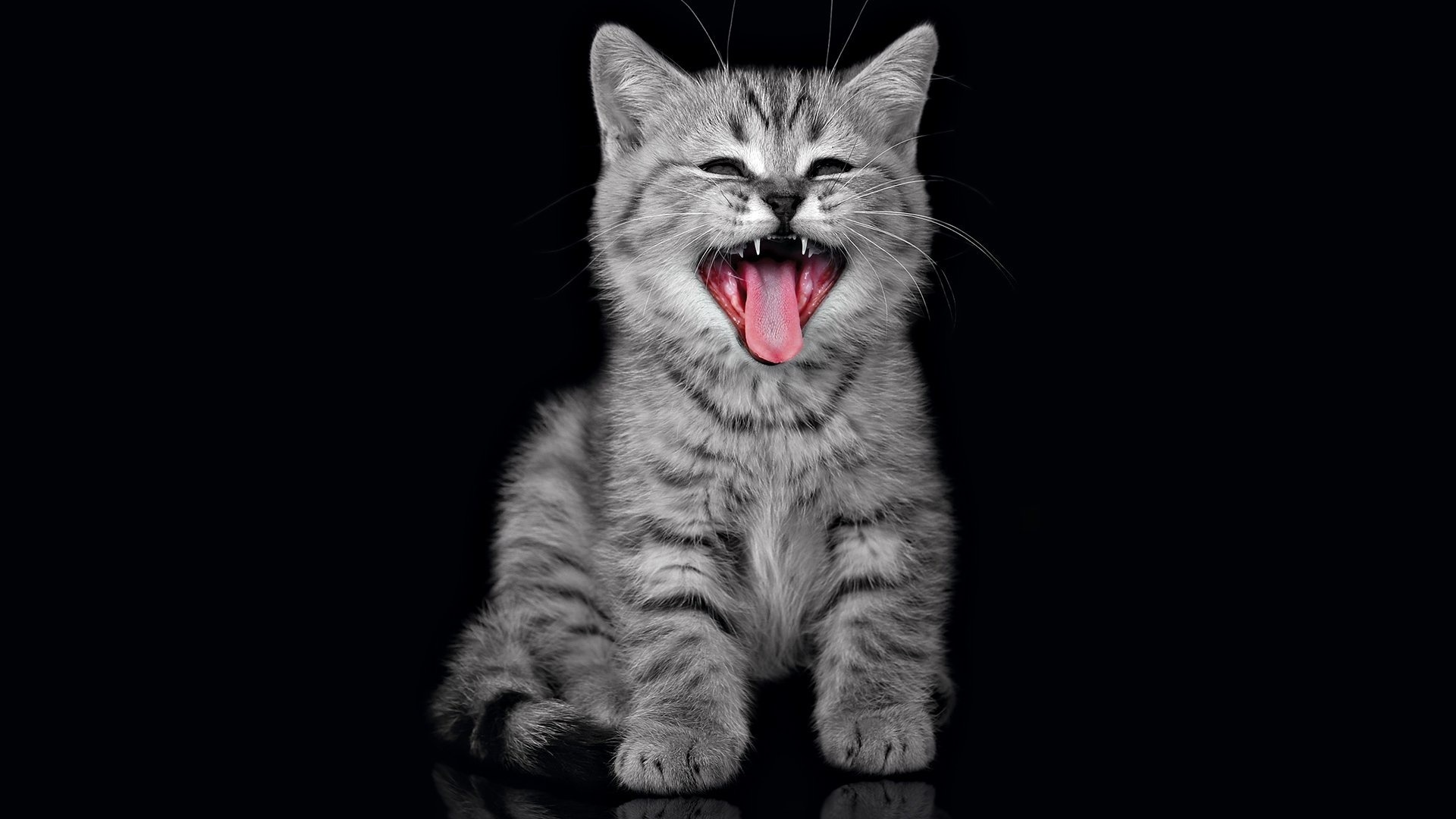 Download mobile wallpaper Kitten, Cat, Cats, Animal for free.