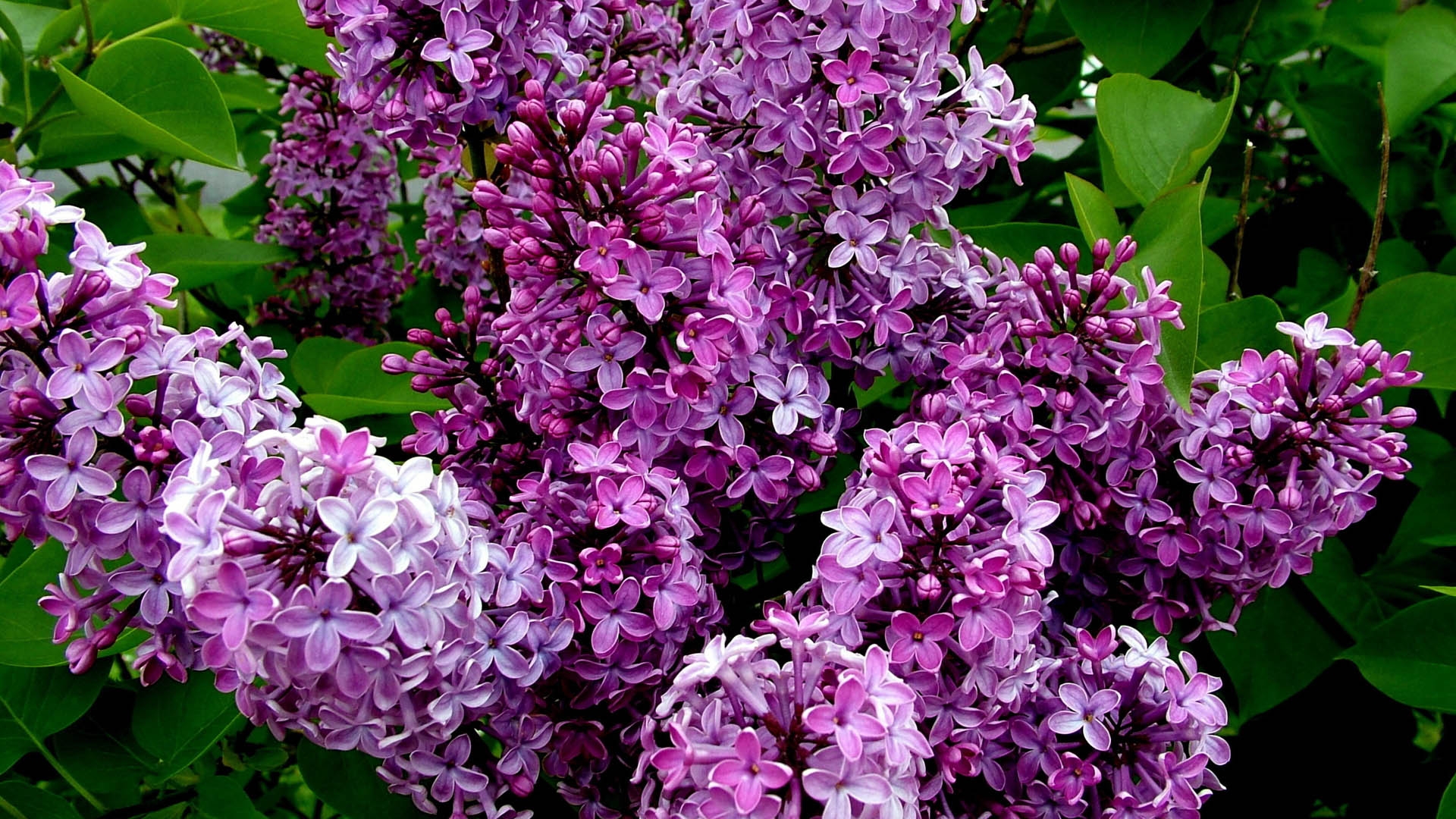 Free download wallpaper Nature, Flowers, Lilac, Bush, Flower, Close Up, Earth on your PC desktop