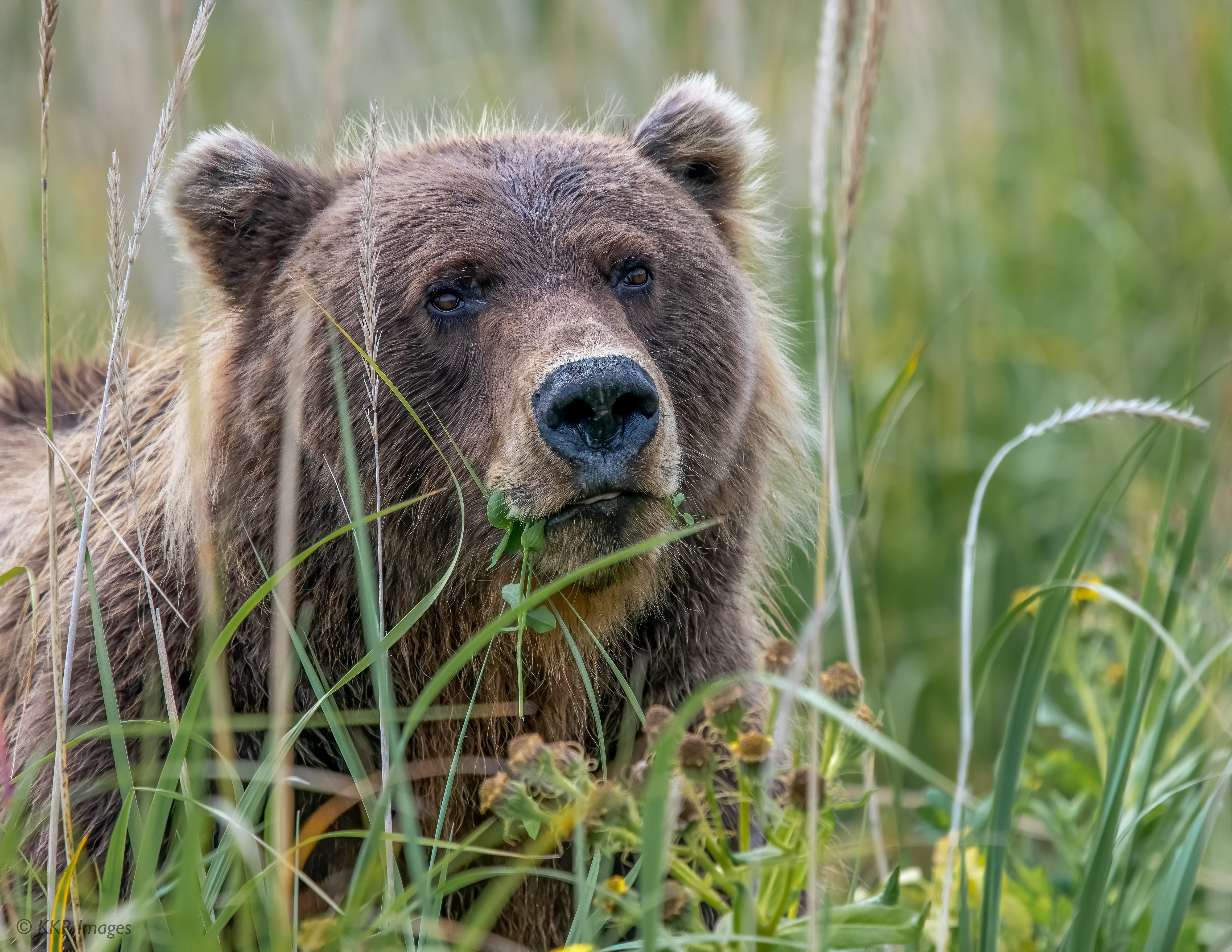 508346 descargar fondo de pantalla animales, grizzly, oso pardo, osos: protectores de pantalla e imágenes gratis