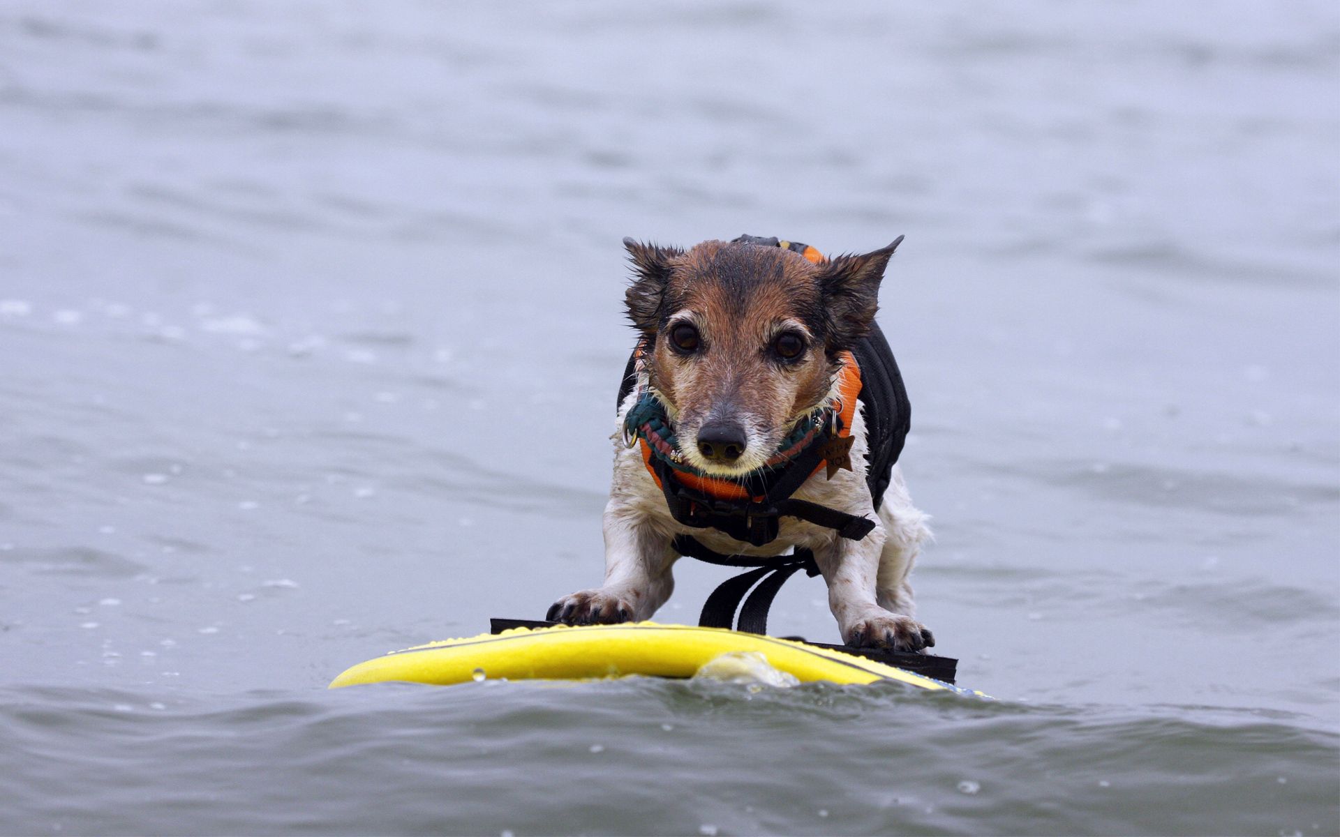 Handy-Wallpaper Hund, Tiere, Surfen, Wasser kostenlos herunterladen.
