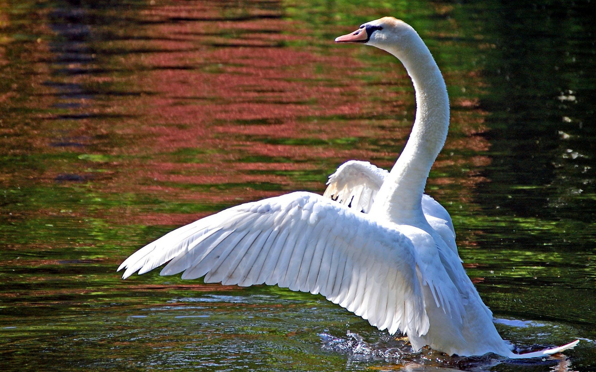 Download mobile wallpaper Mute Swan, Birds, Animal for free.