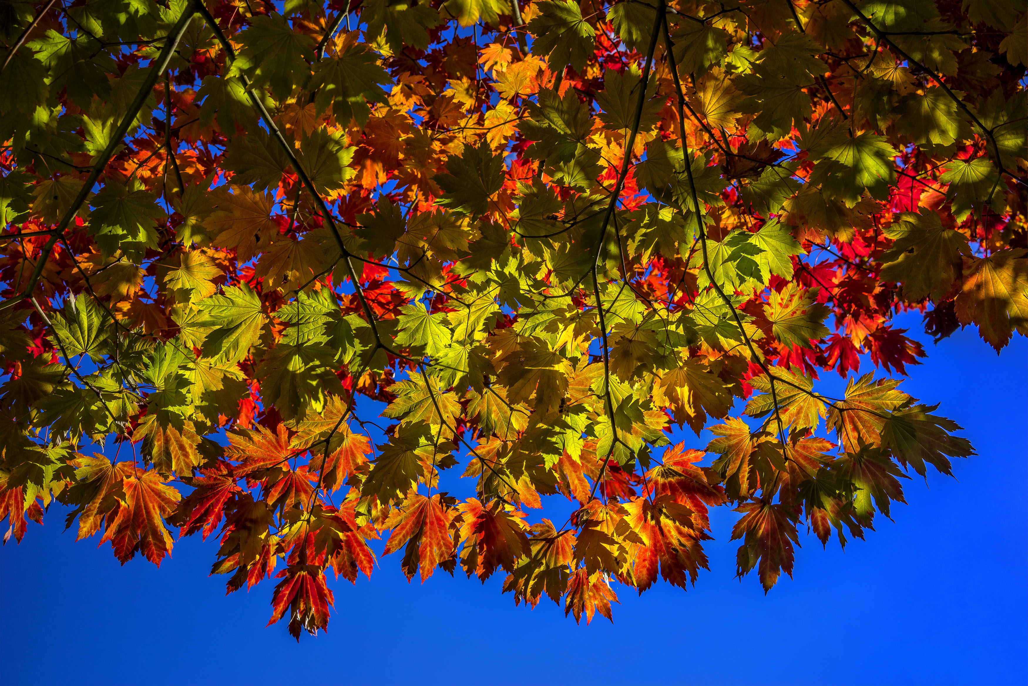 Téléchargez des papiers peints mobile Automne, Feuille, Branche, Terre/nature gratuitement.