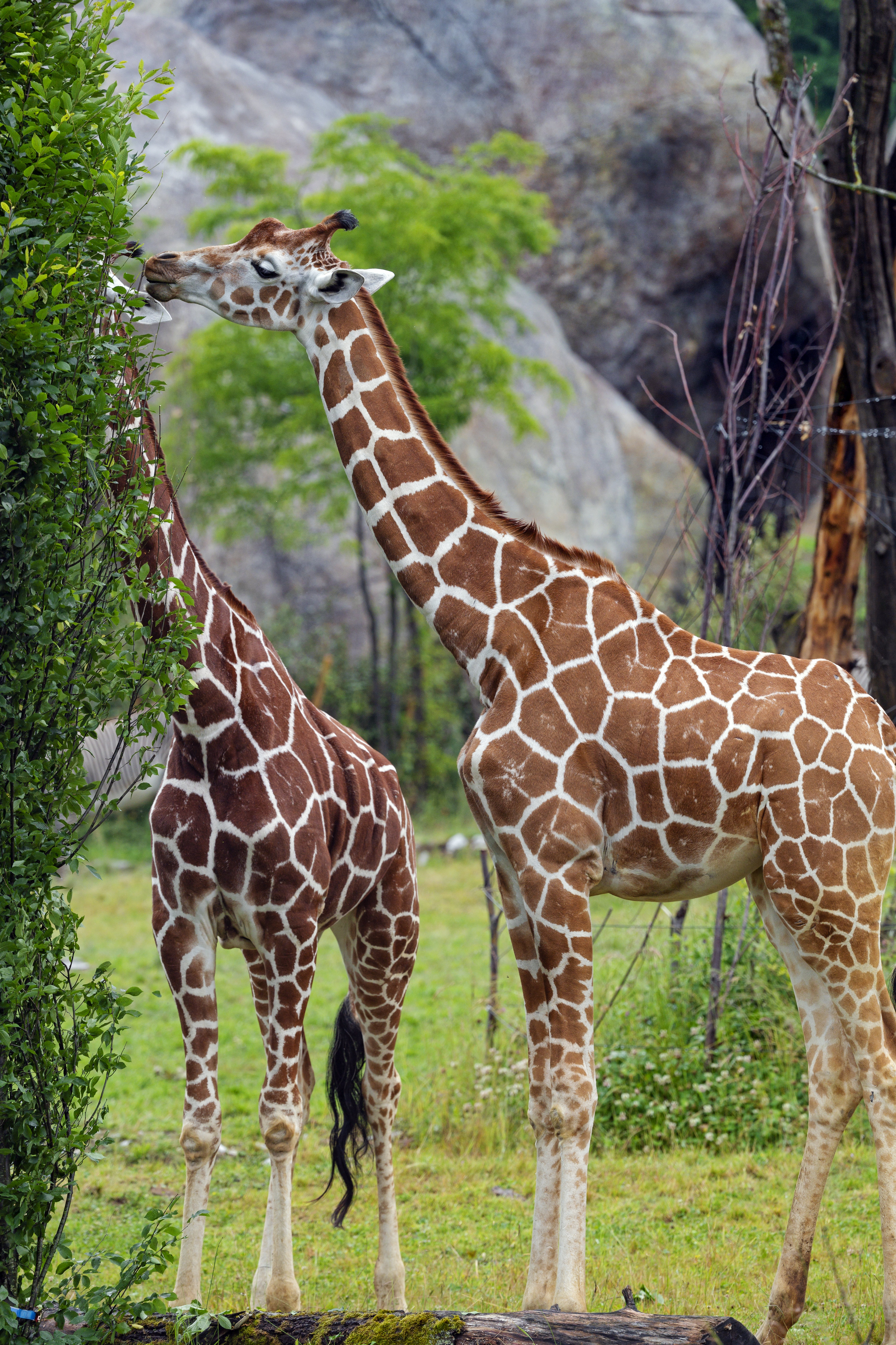 126910 скачать картинку животные, жирафы, кусты, животное, шея - обои и заставки бесплатно