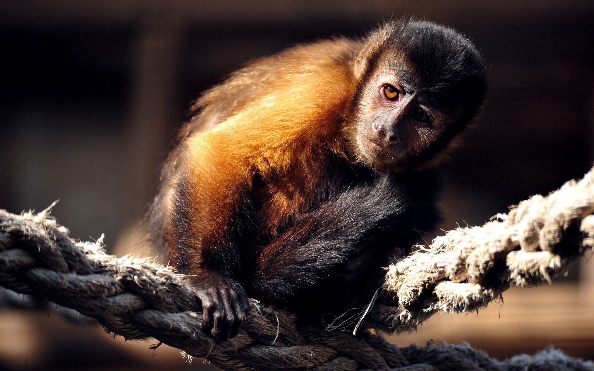 126252 descargar imagen animales, sentarse, un mono, mono, pequeña, pequeño, tití, soga, cuerda: fondos de pantalla y protectores de pantalla gratis