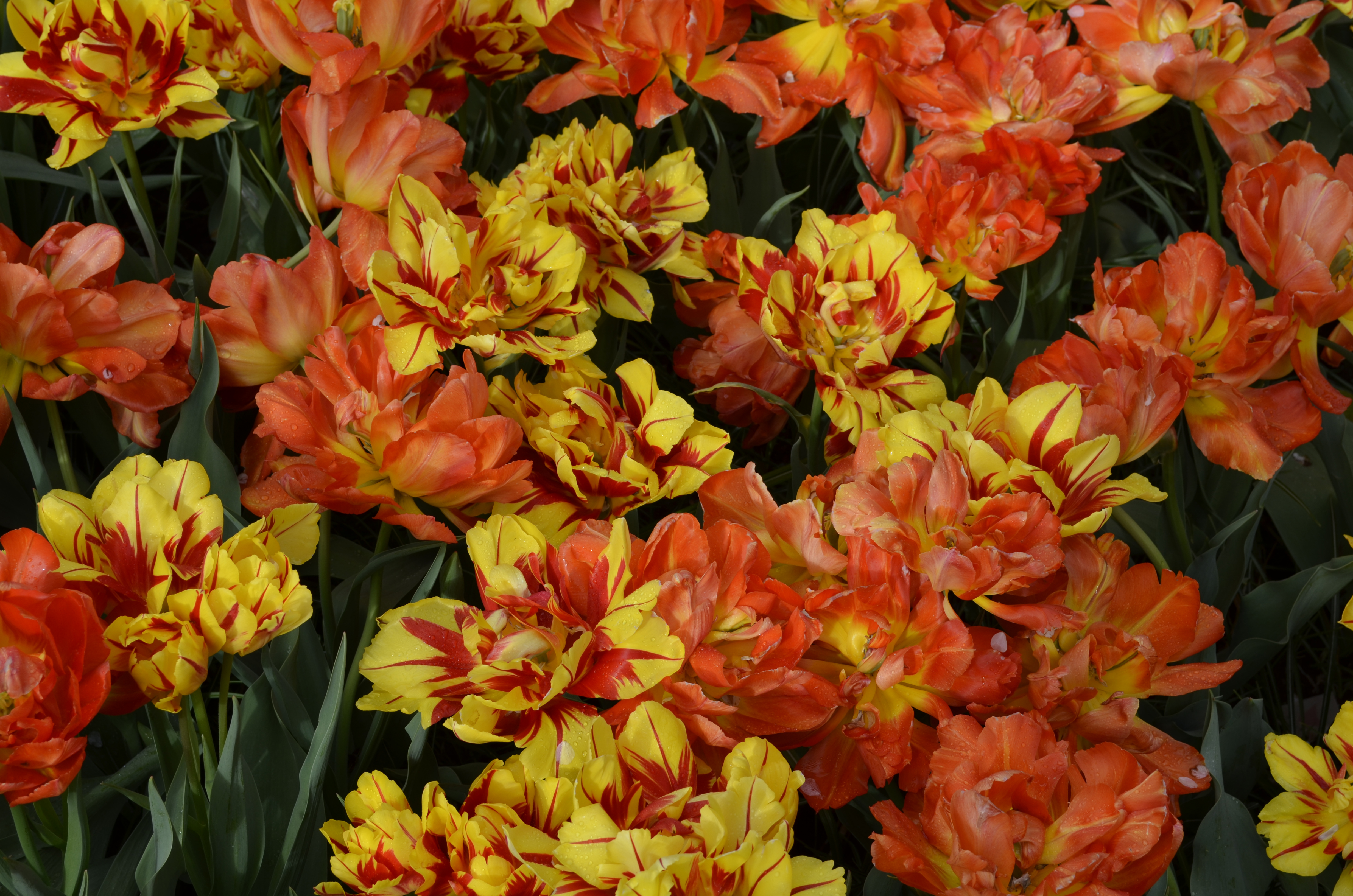 Handy-Wallpaper Blumen, Blume, Tulpe, Gelbe Blume, Erde/natur, Orangene Blume kostenlos herunterladen.
