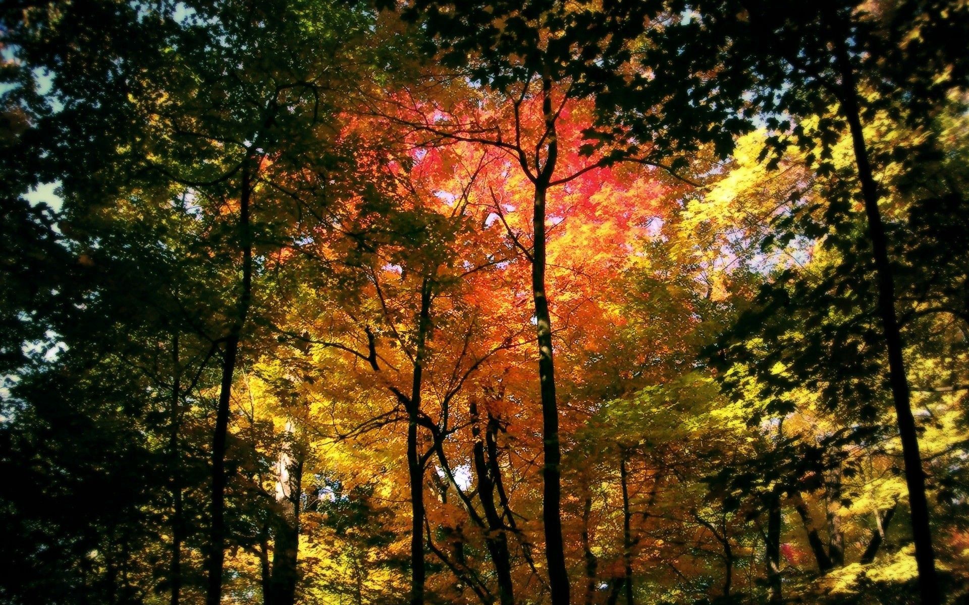 Скачать обои бесплатно Кроны, Красный, Зеленый, Деревья, Цвета, Желтый, Лес, Природа, Осень картинка на рабочий стол ПК