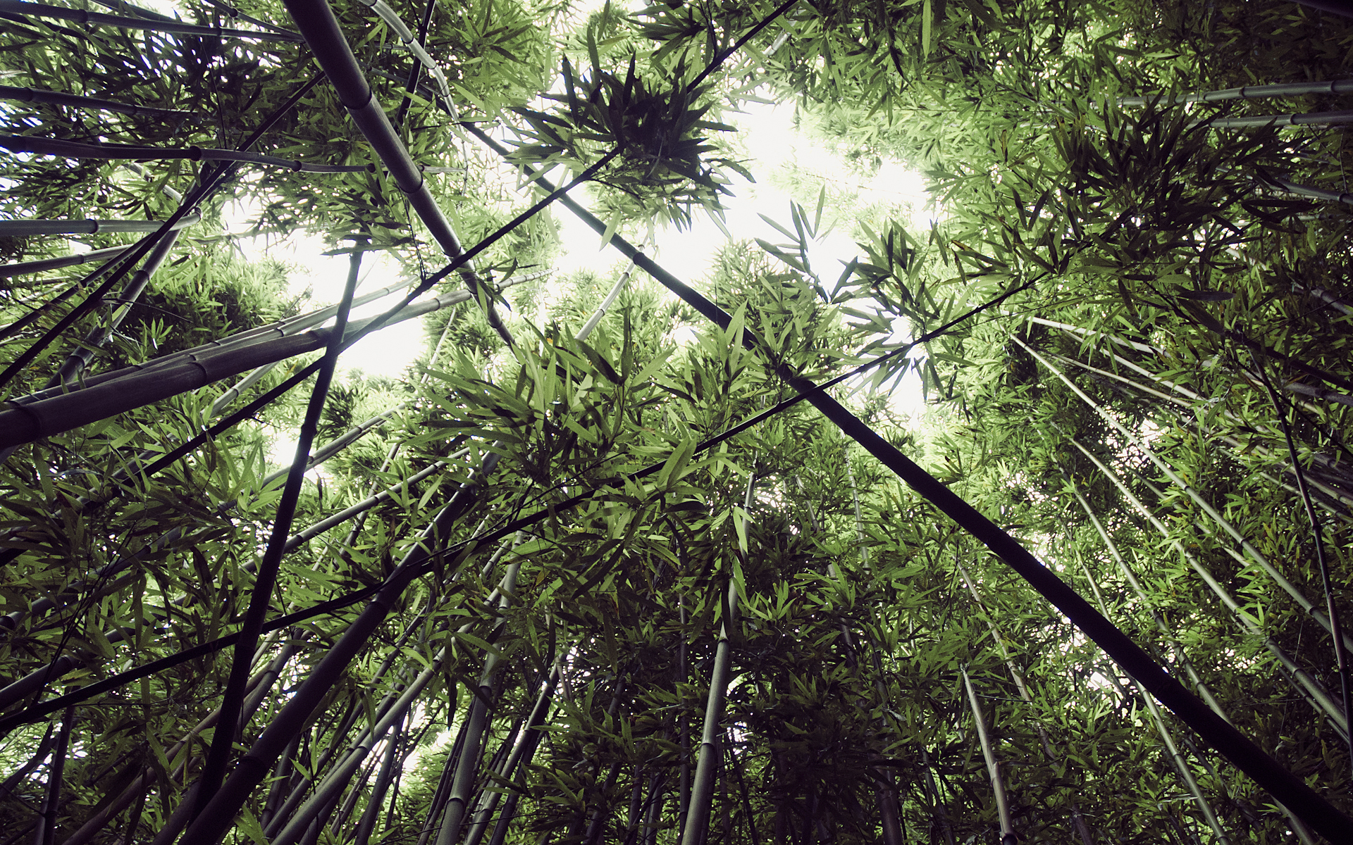 Download mobile wallpaper Forest, Earth, Bamboo, Hawaii, Greenery for free.