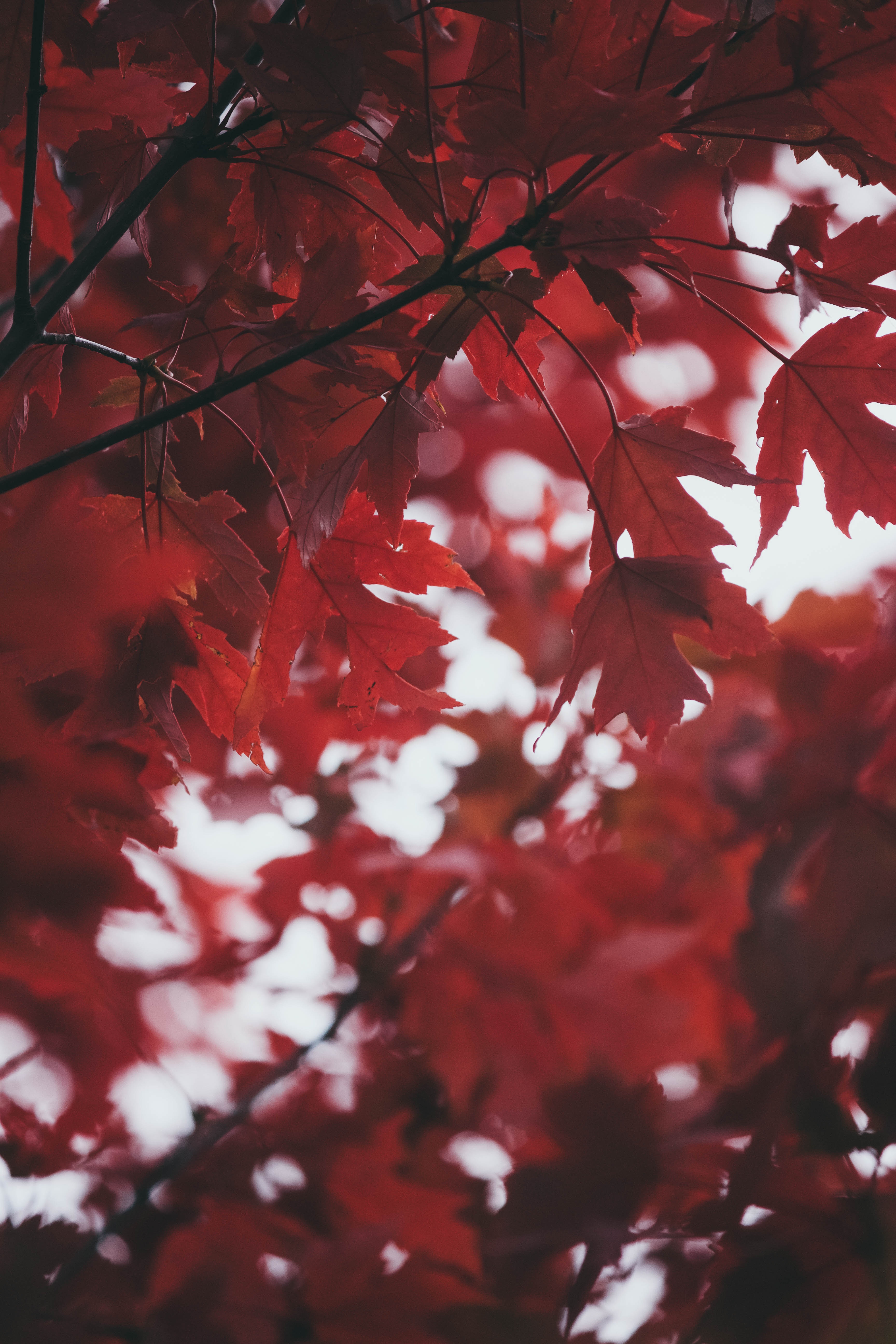 Скачать картинку Красный, Размытость, Листья, Природа, Осень в телефон бесплатно.