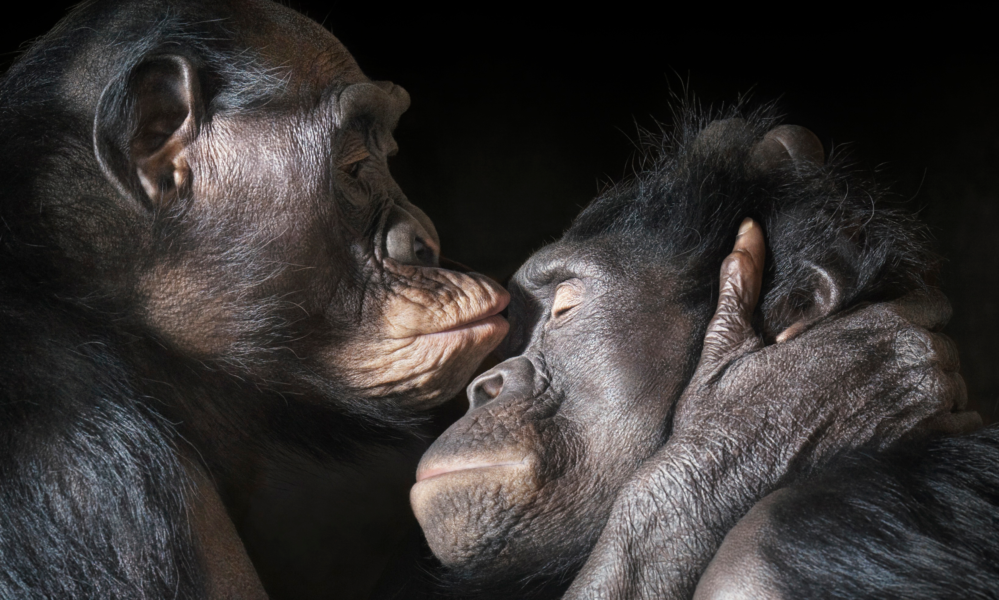 Download mobile wallpaper Love, Monkeys, Animal, Cute, Chimpanzee, Hug for free.