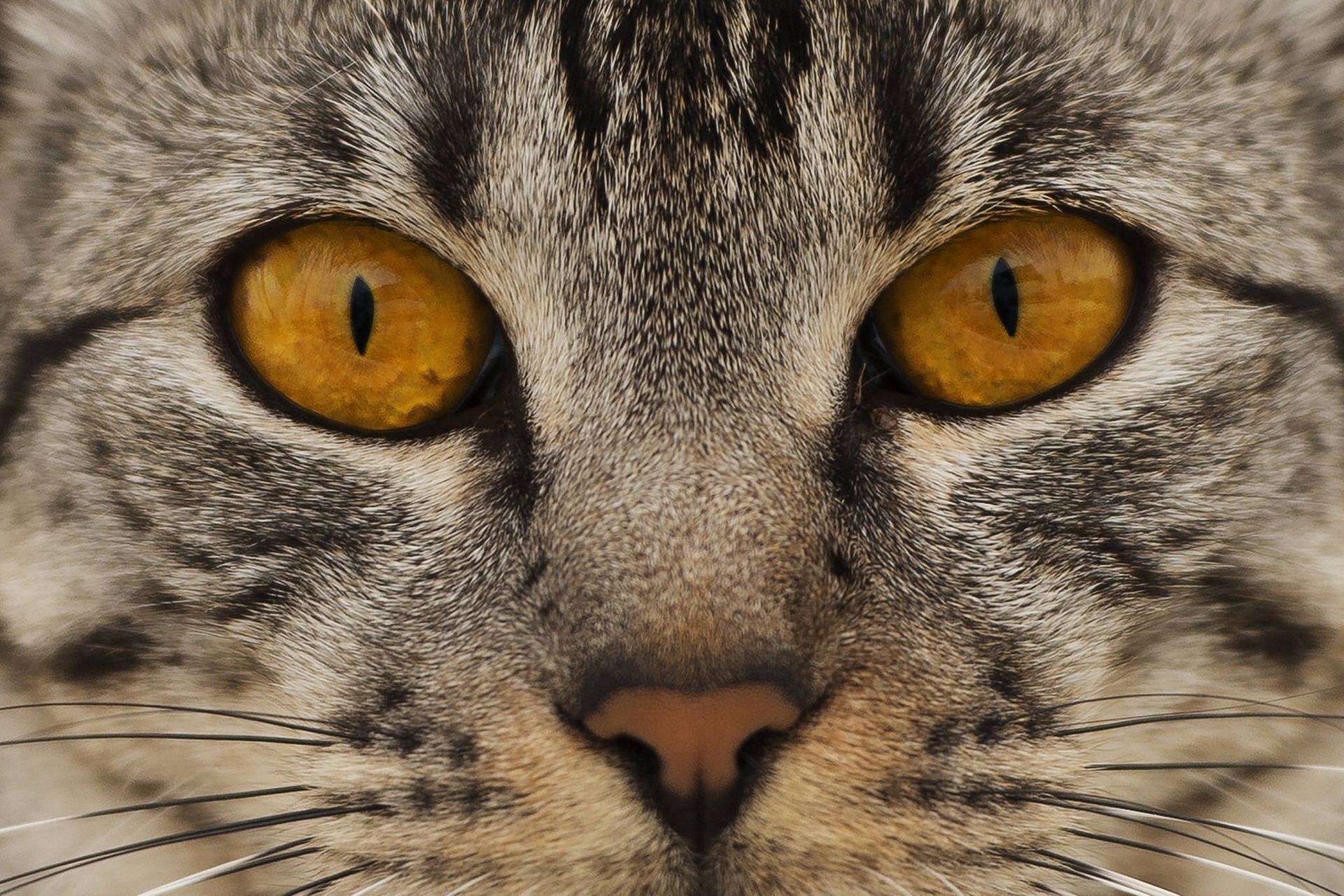 137746 descargar imagen animales, gato, bozal, ojos, nariz: fondos de pantalla y protectores de pantalla gratis