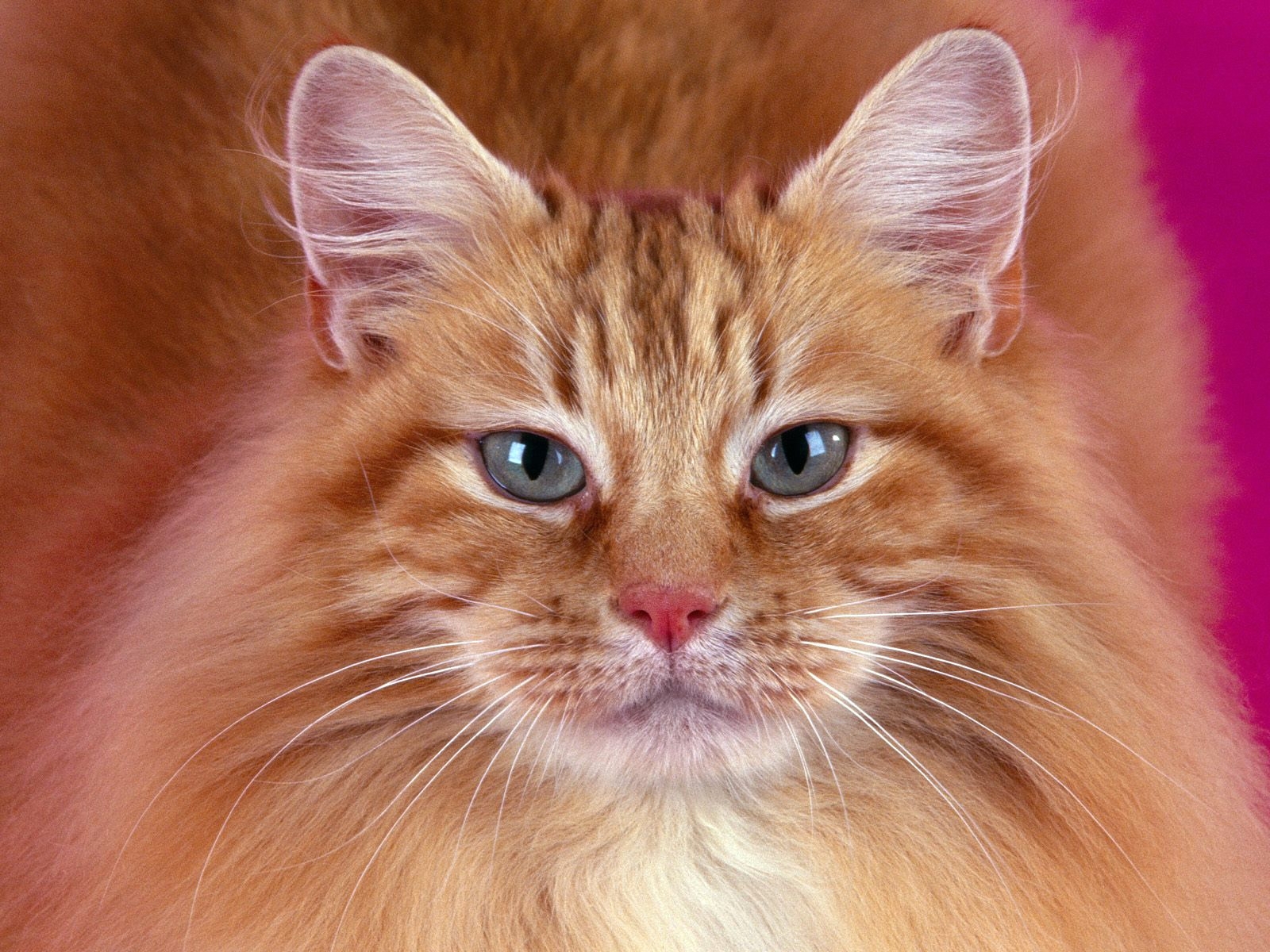 3921 скачать картинку кошки (коты котики), животные, оранжевые - обои и заставки бесплатно