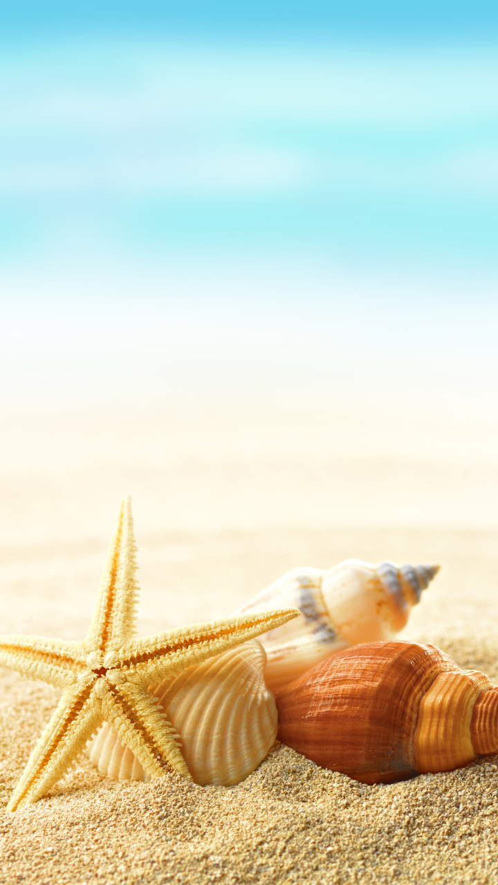 Скачать картинку Пляж, Песок, Морская Звезда, Оболочка, Земля/природа в телефон бесплатно.