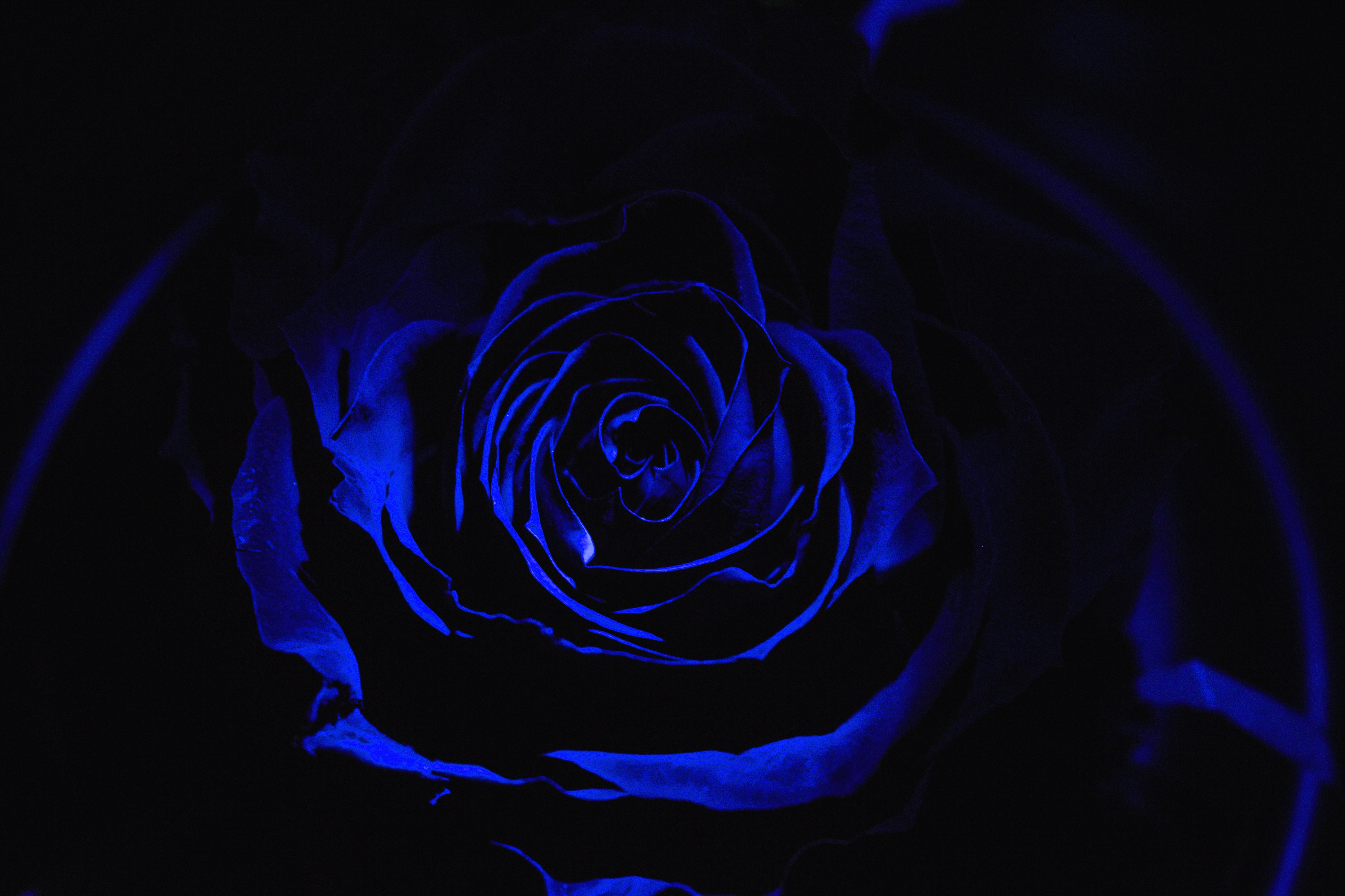 96414 завантажити шпалери синя троянда, троянда, темний, квіти, роза, пелюстки, бутон, брунька, блакитна троянда - заставки і картинки безкоштовно
