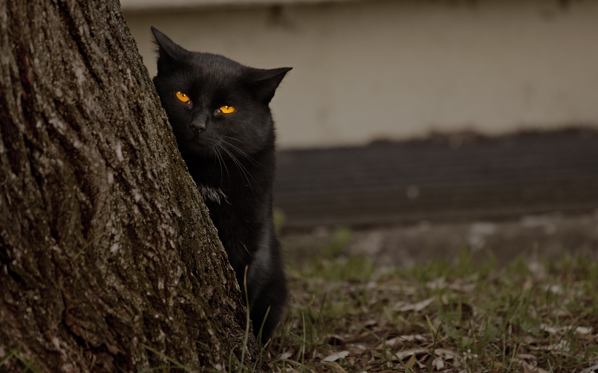 Baixe gratuitamente a imagem Animais, Gato na área de trabalho do seu PC