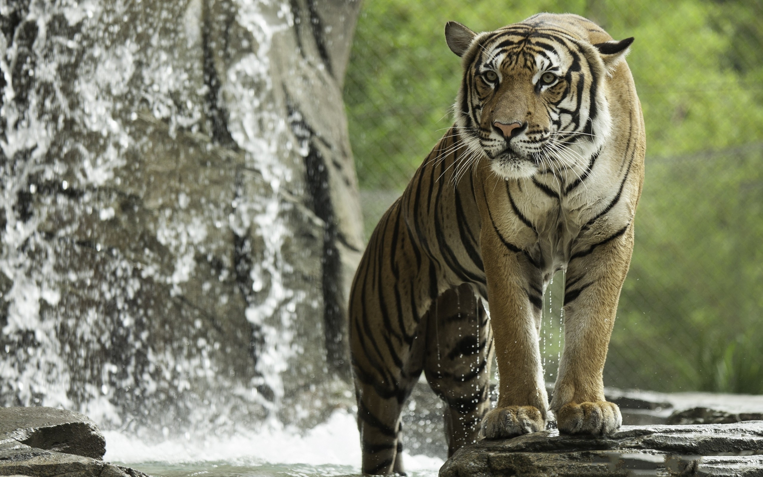 Handy-Wallpaper Tiere, Katzen, Tiger kostenlos herunterladen.