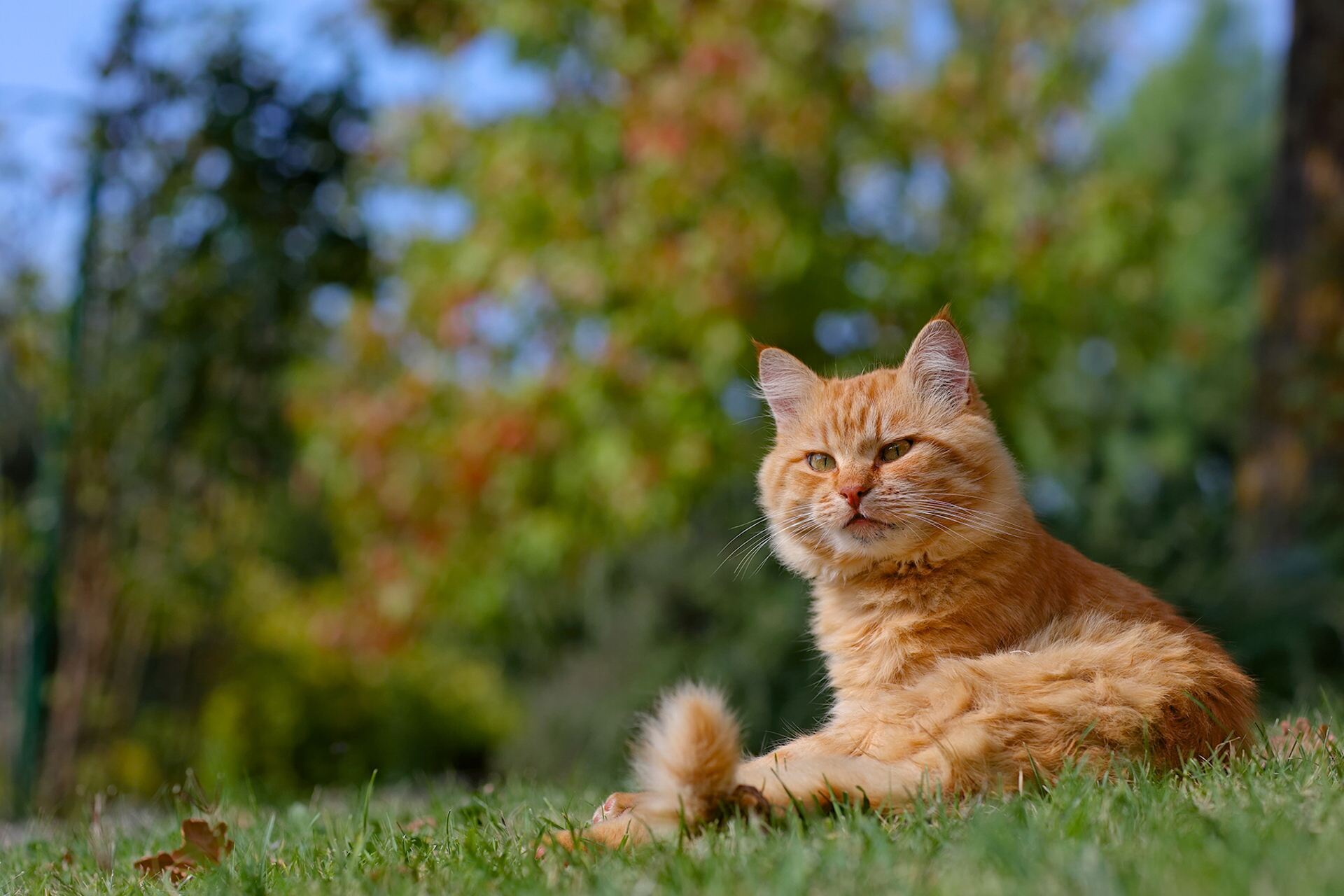 Handy-Wallpaper Tiere, Katzen, Katze, Bokeh, Gras kostenlos herunterladen.