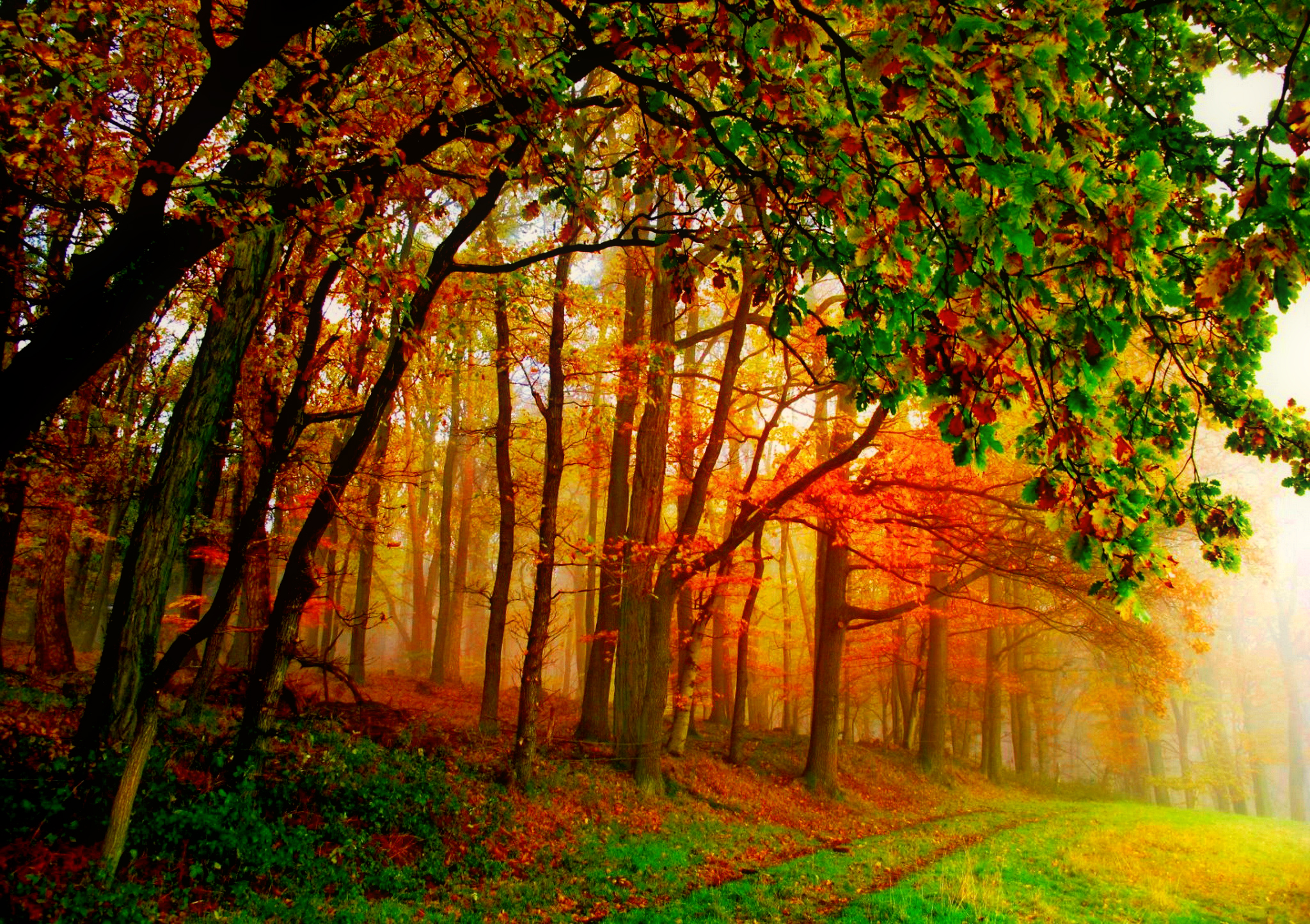 Download mobile wallpaper Tree, Fog, Fall, Earth, Path for free.