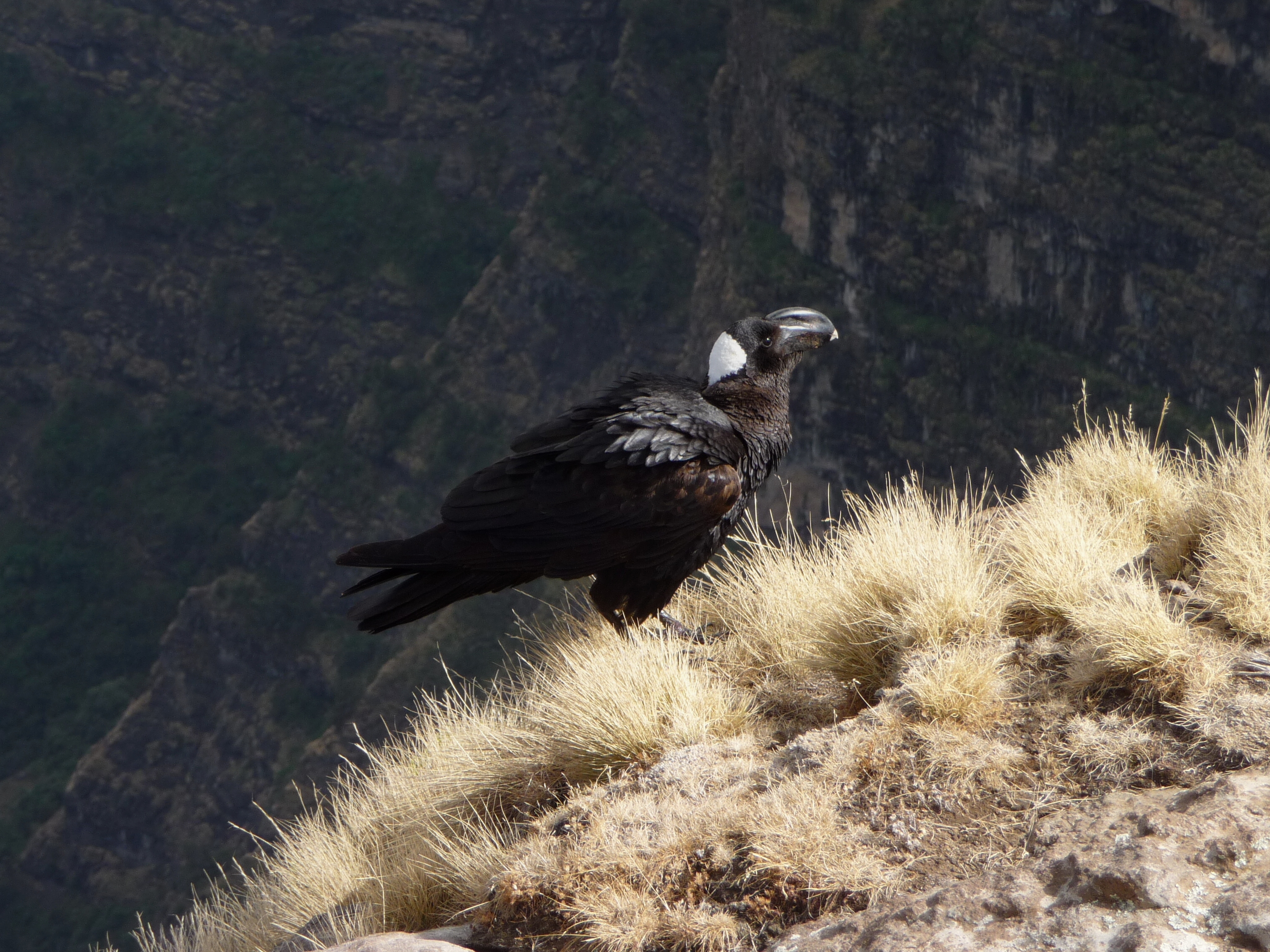 Descarga gratuita de fondo de pantalla para móvil de Cuervo De Pico Grueso, Aves, Animales.